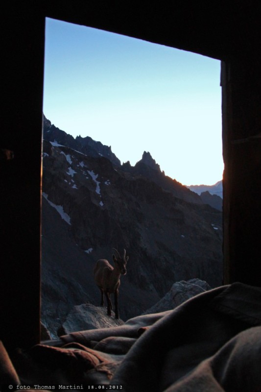 L'arrivo di un curioso