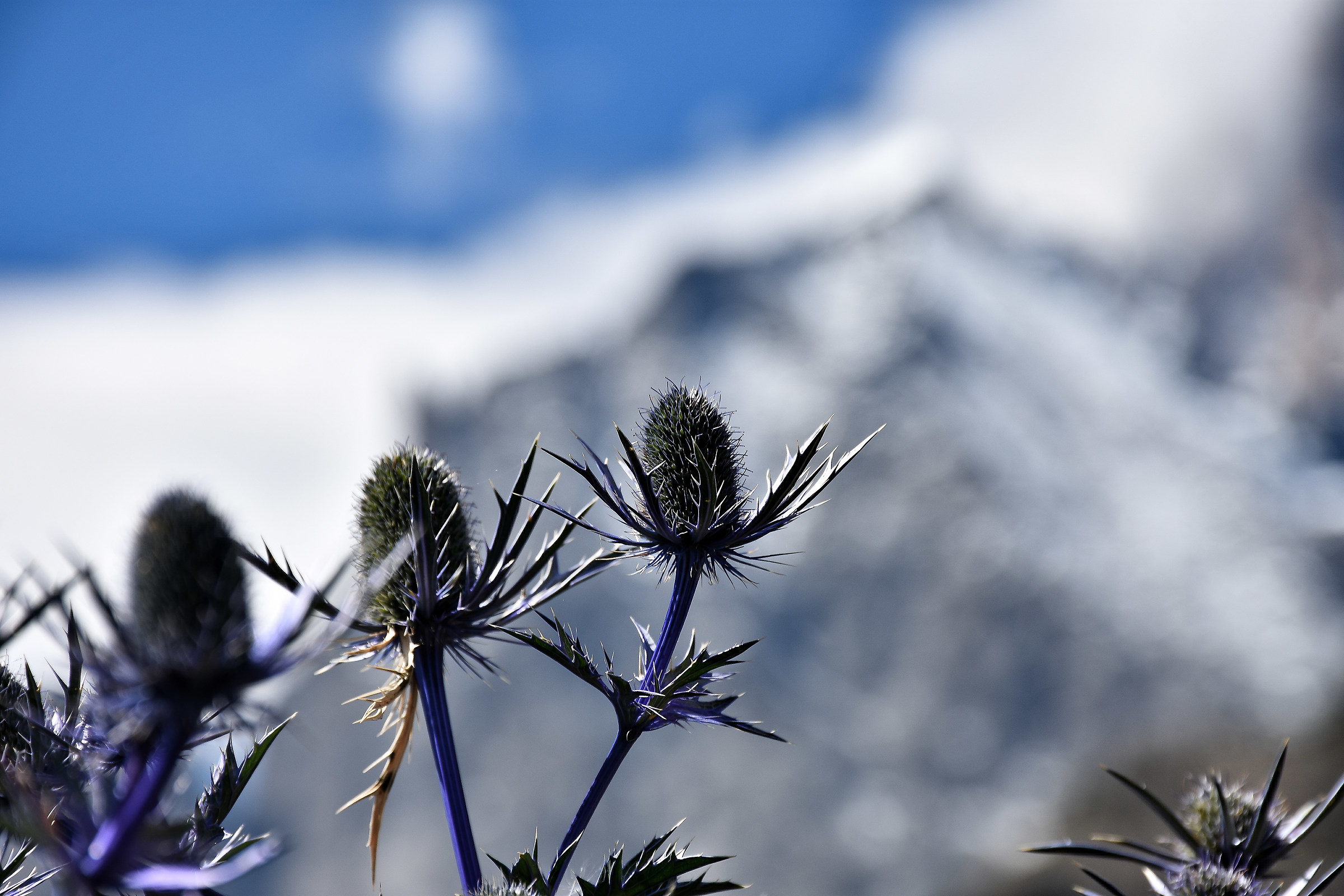 Admiring Mount White