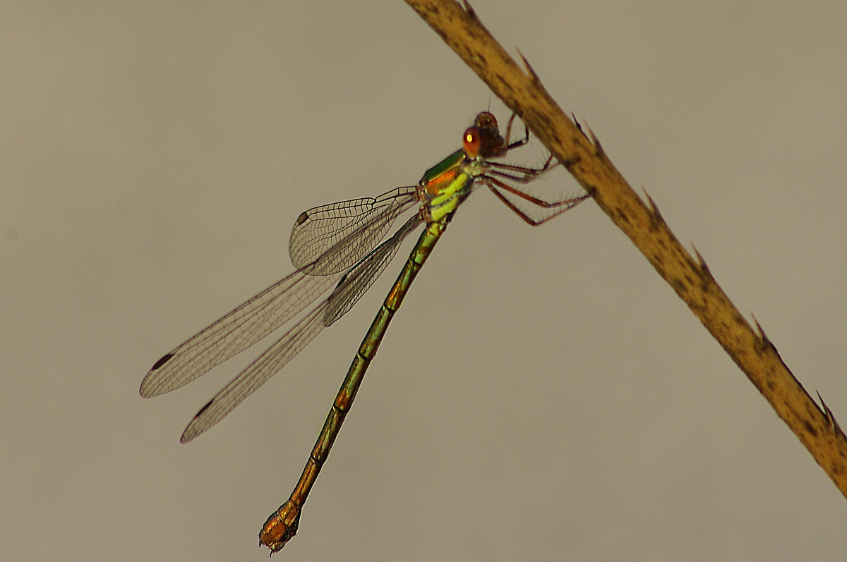 Libellula