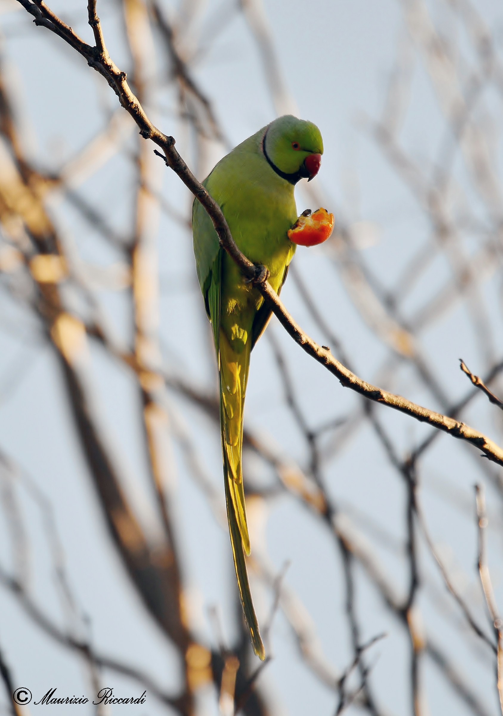 Parakeet from the collar