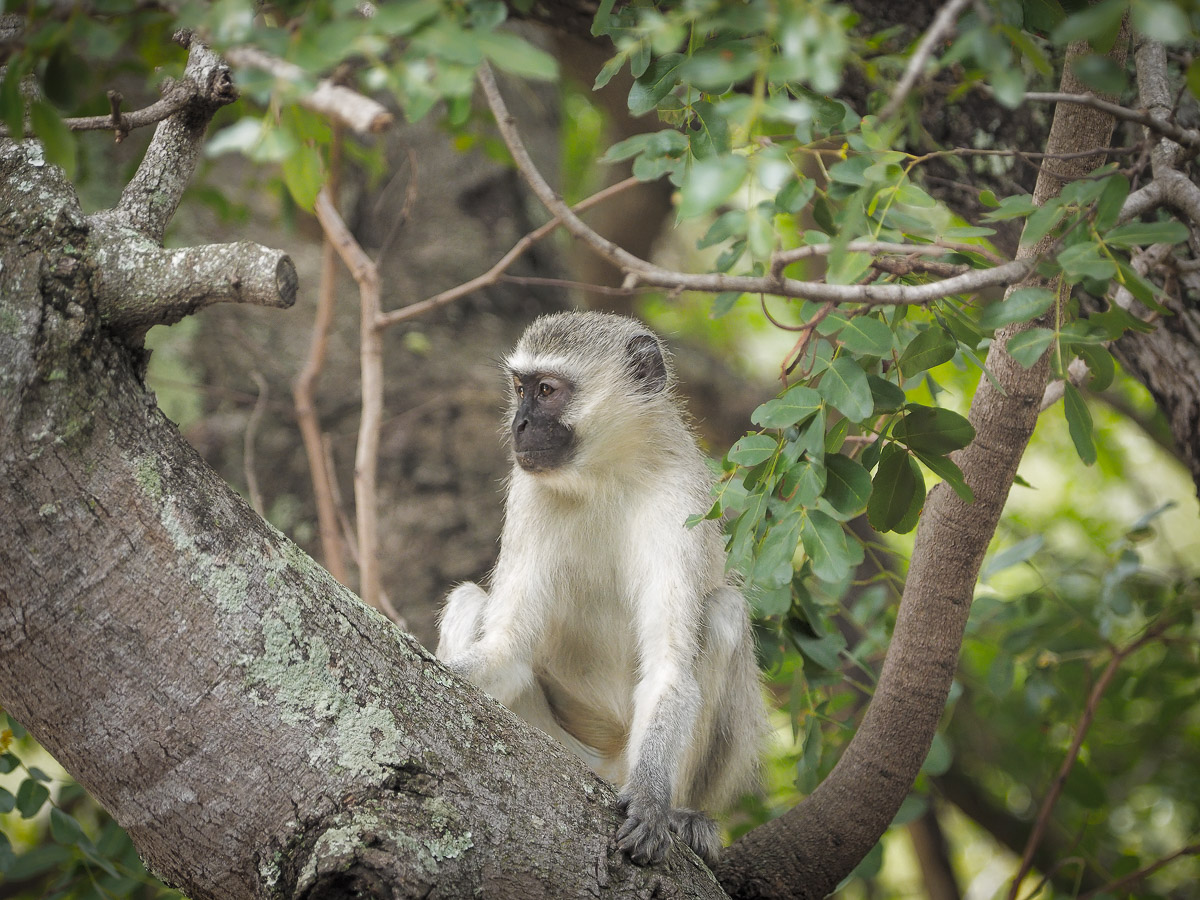 Green vervet