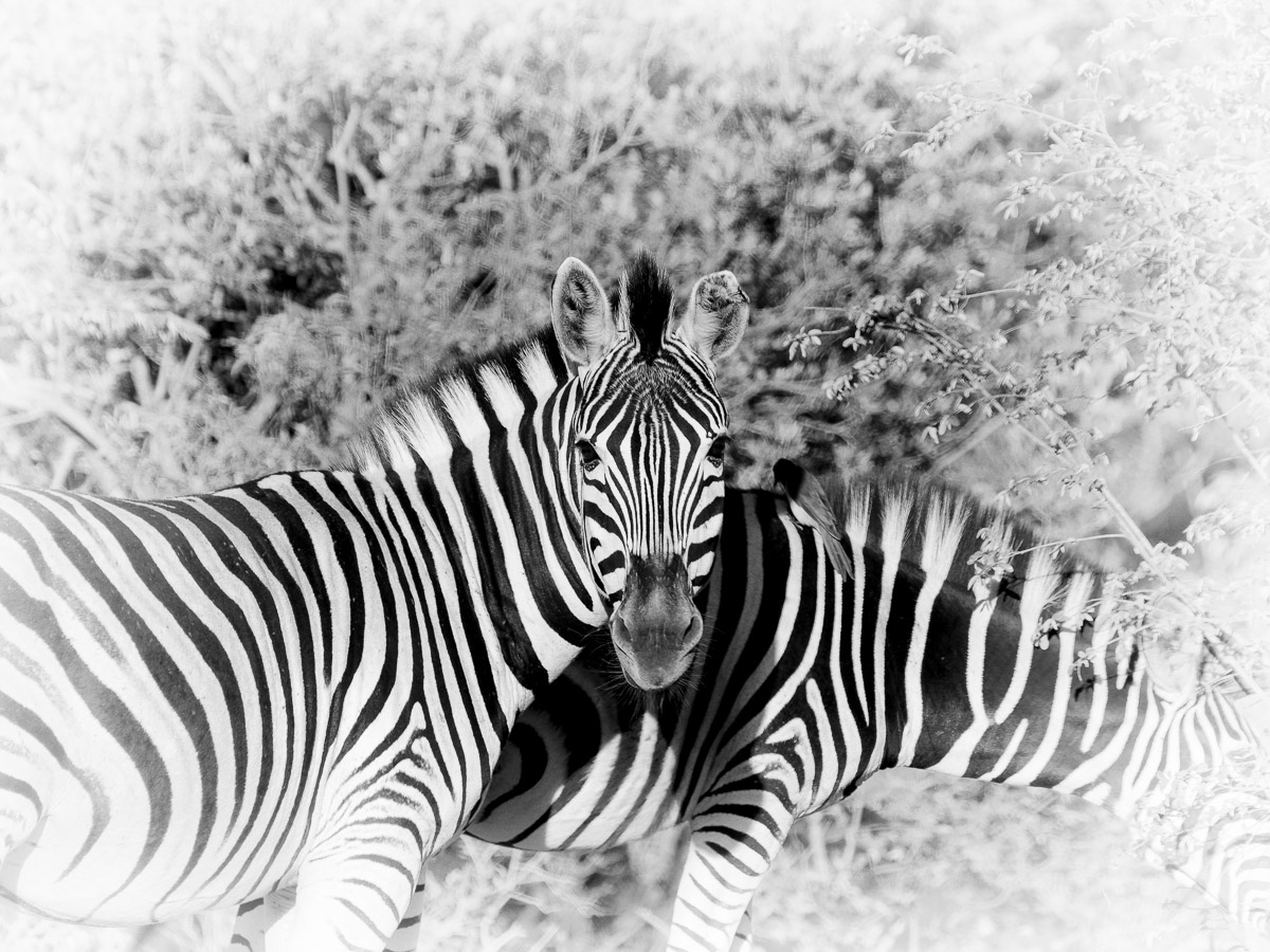 Zebra