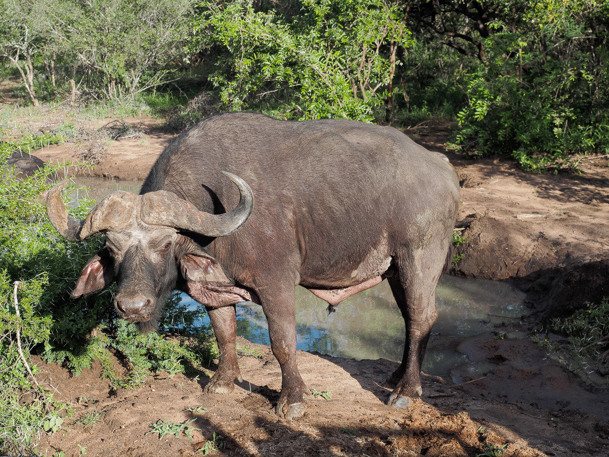African buffalo