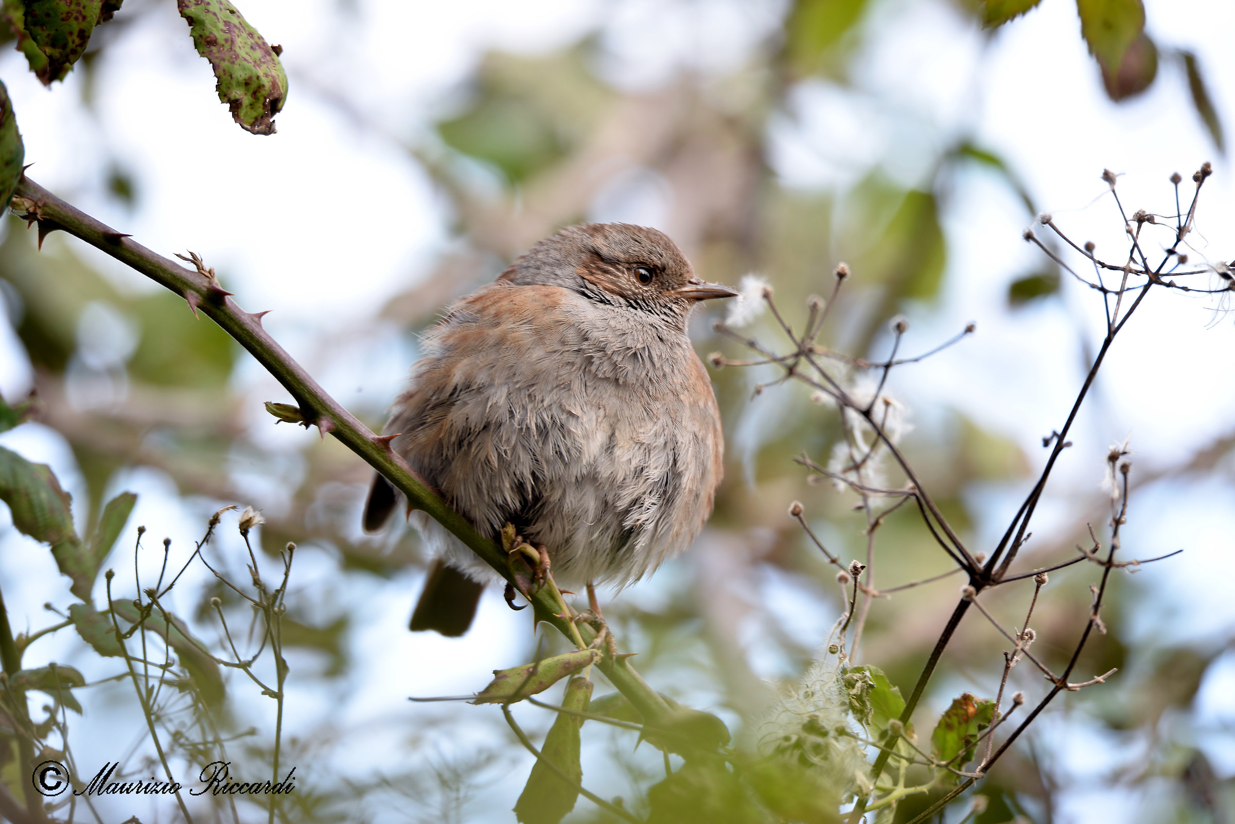 Dunnock