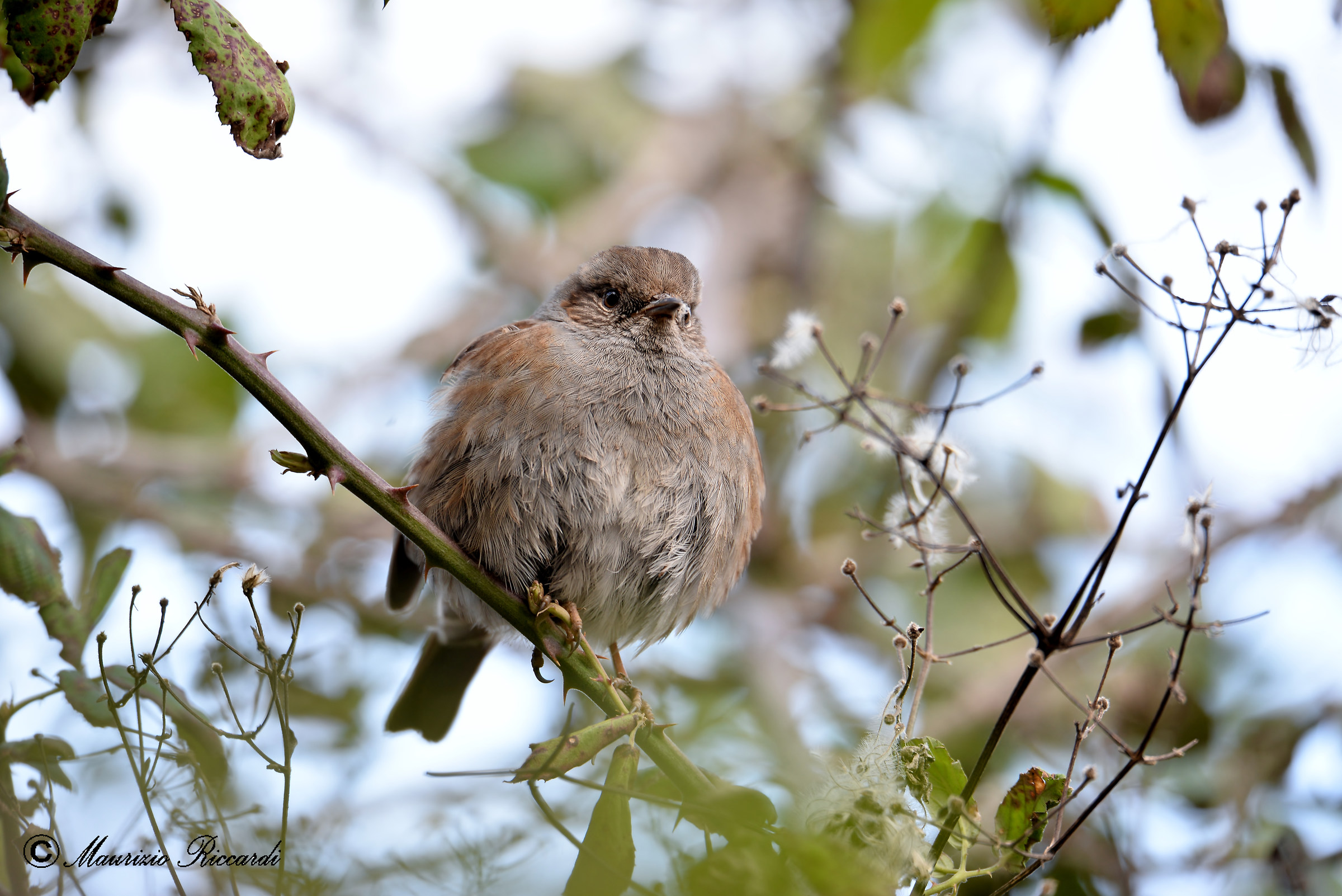 Dunnock
