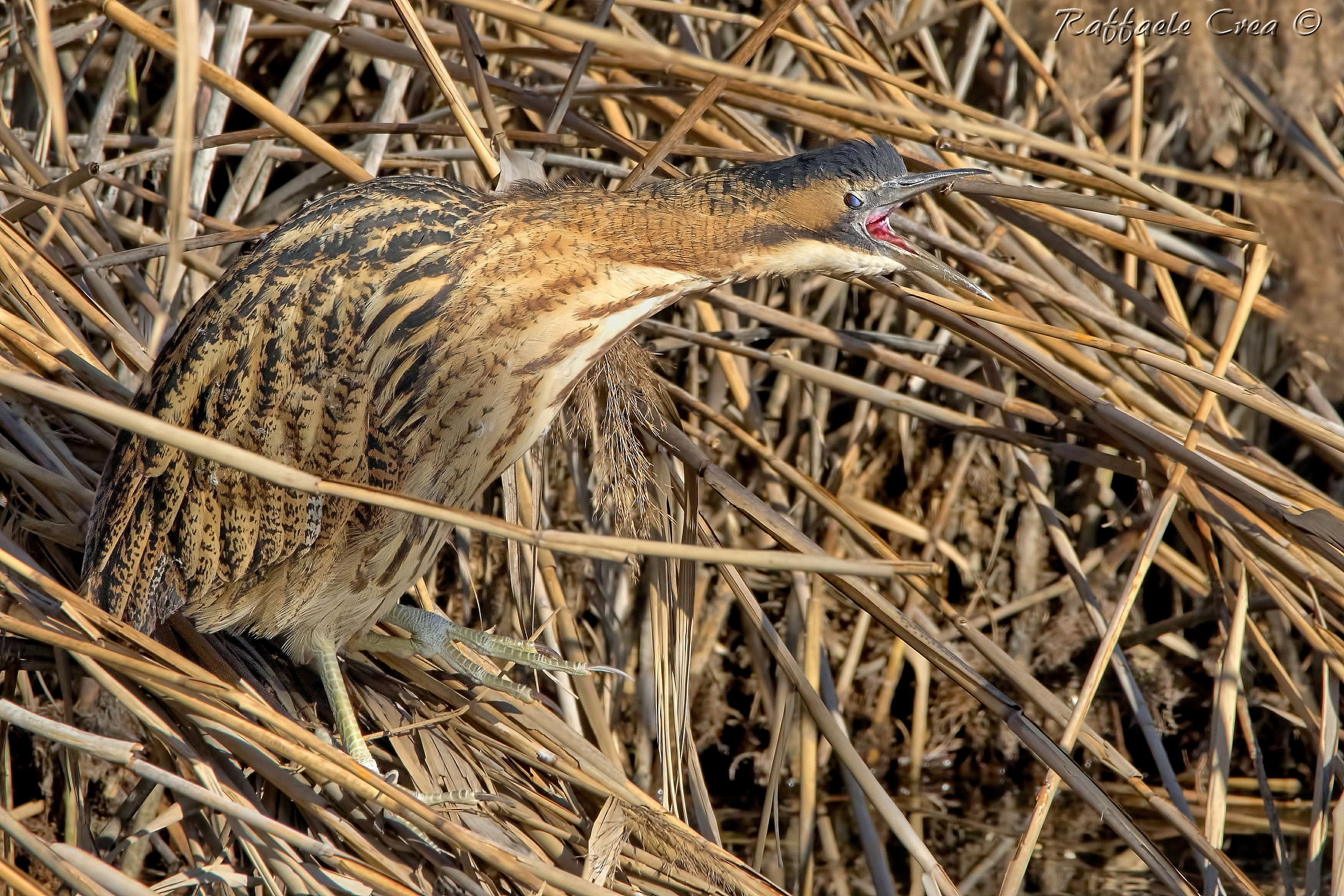 Bittern: The Scream