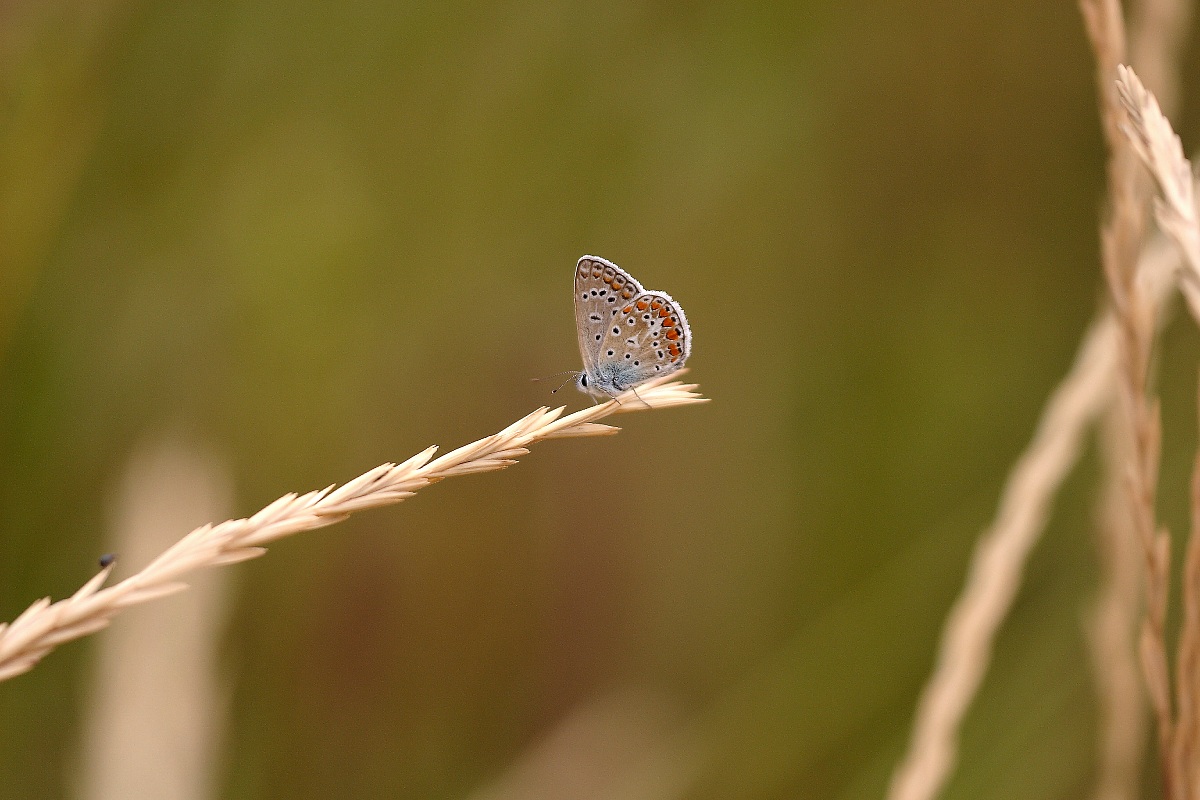Teramo in macro