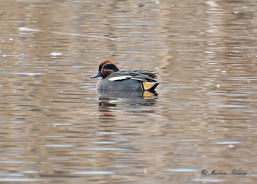 Teal (Male)