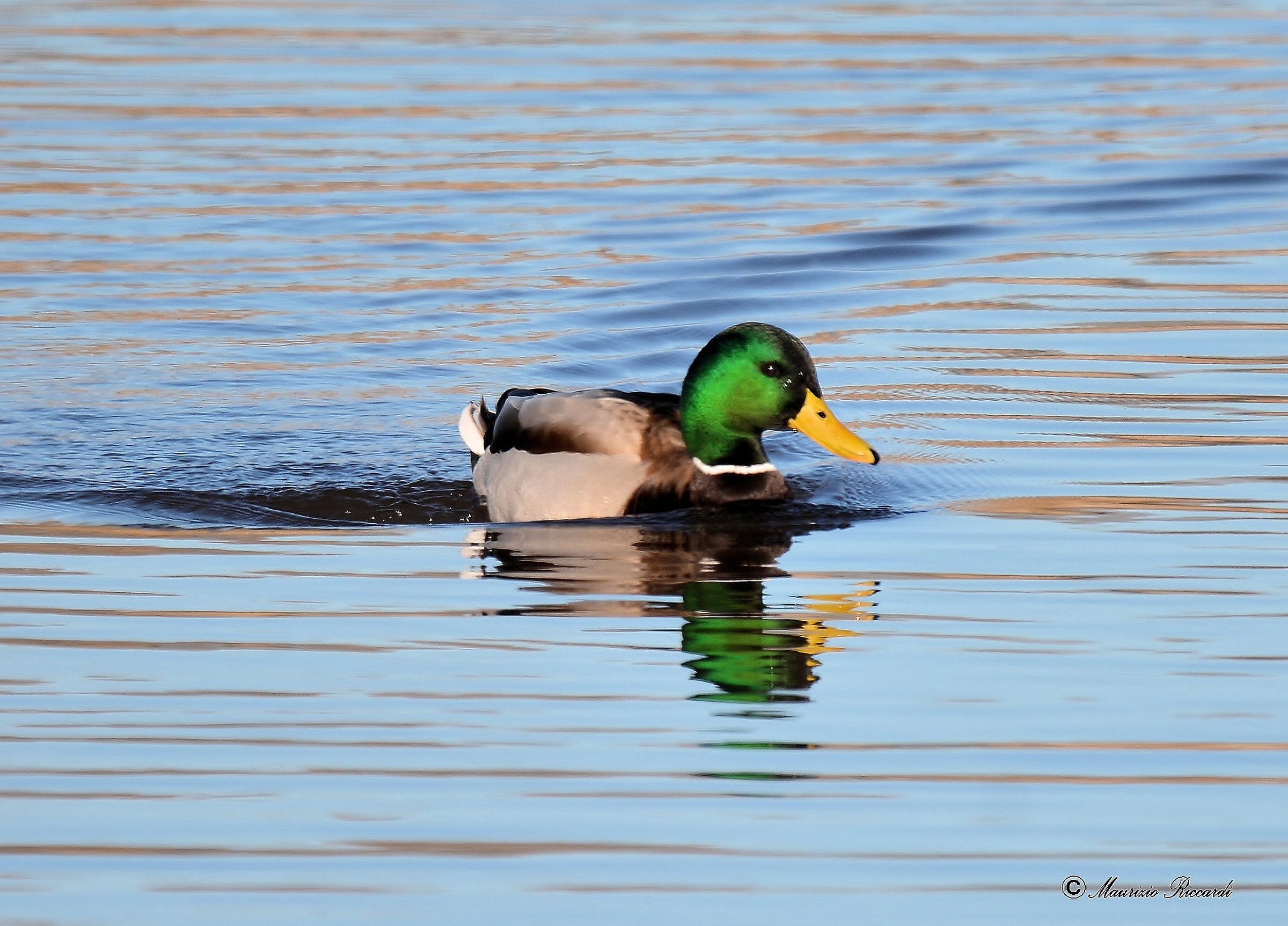 Mallard (Male)