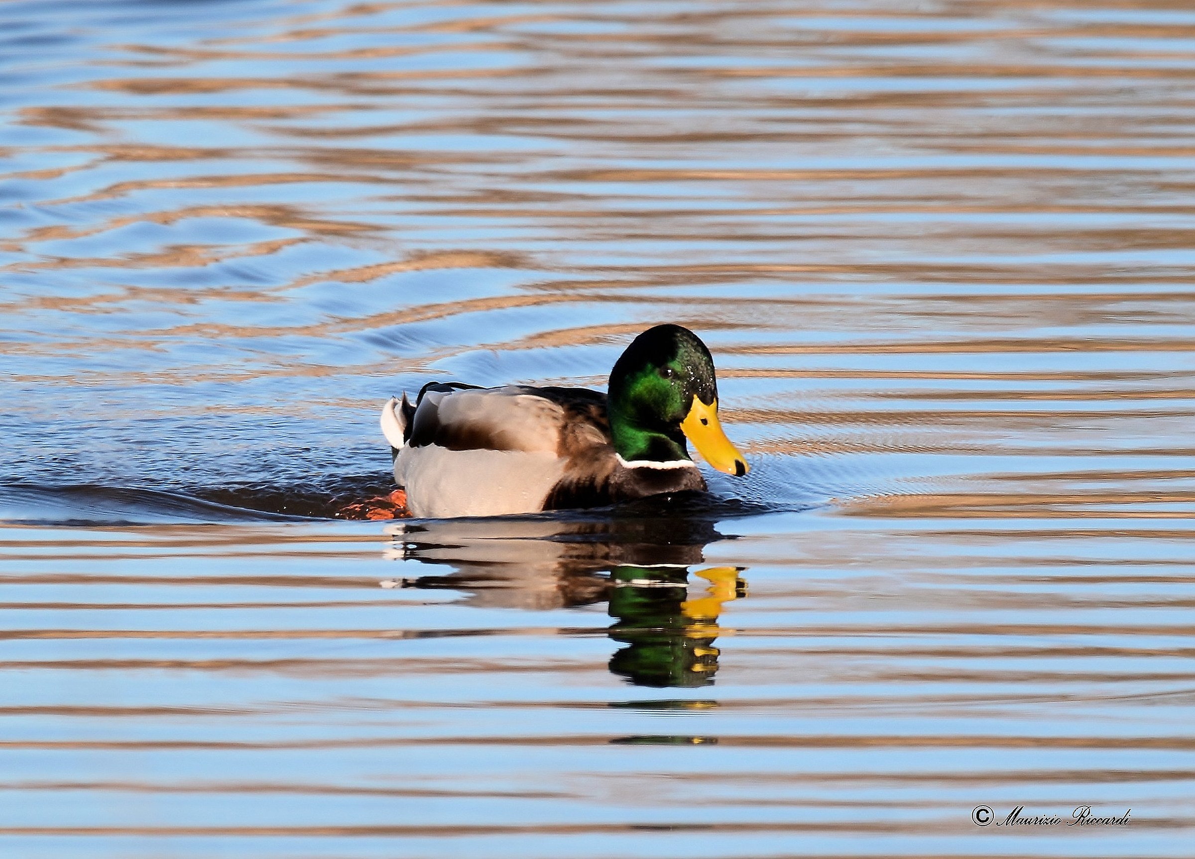 Mallard (Male)