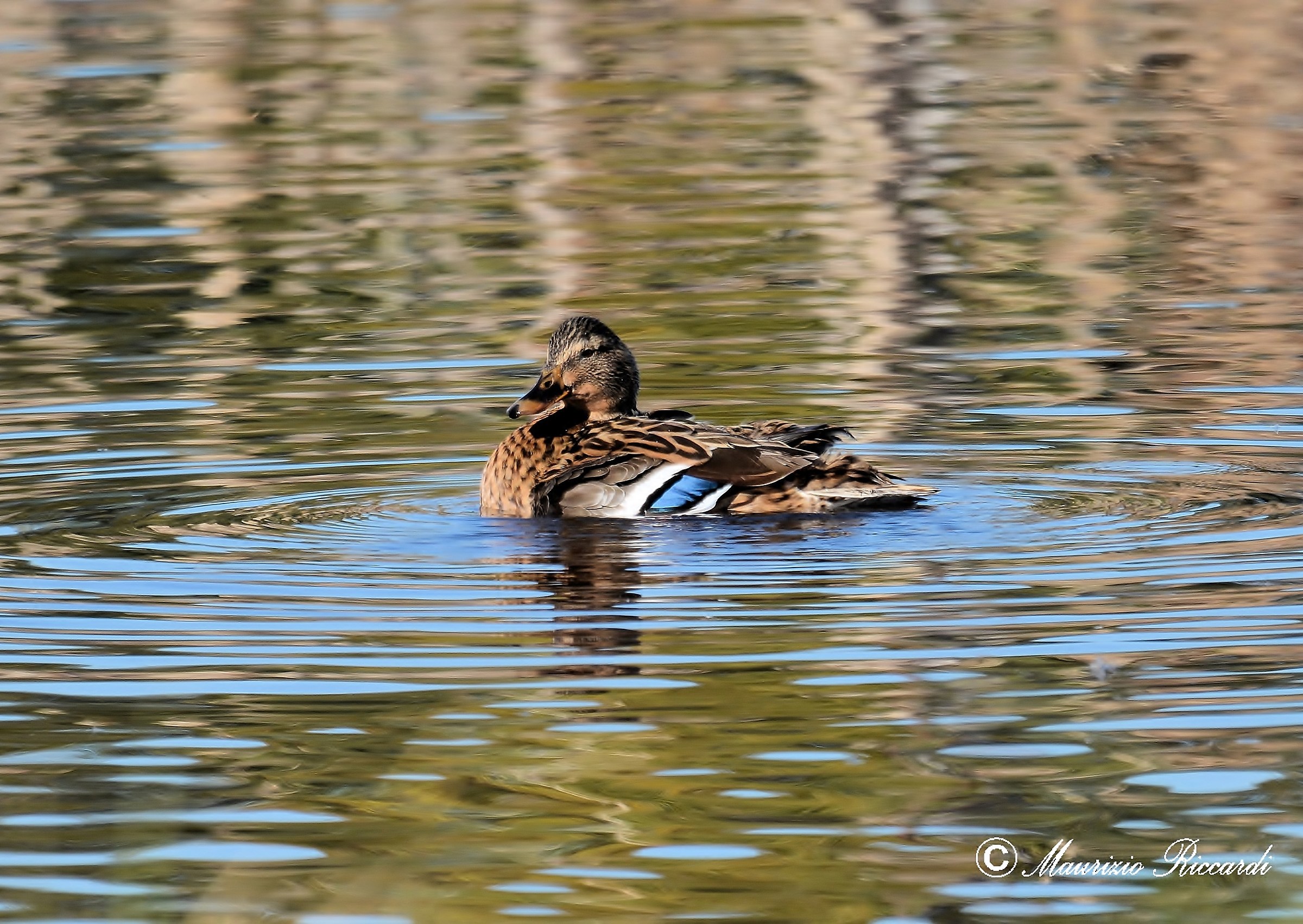 Mallard (female)