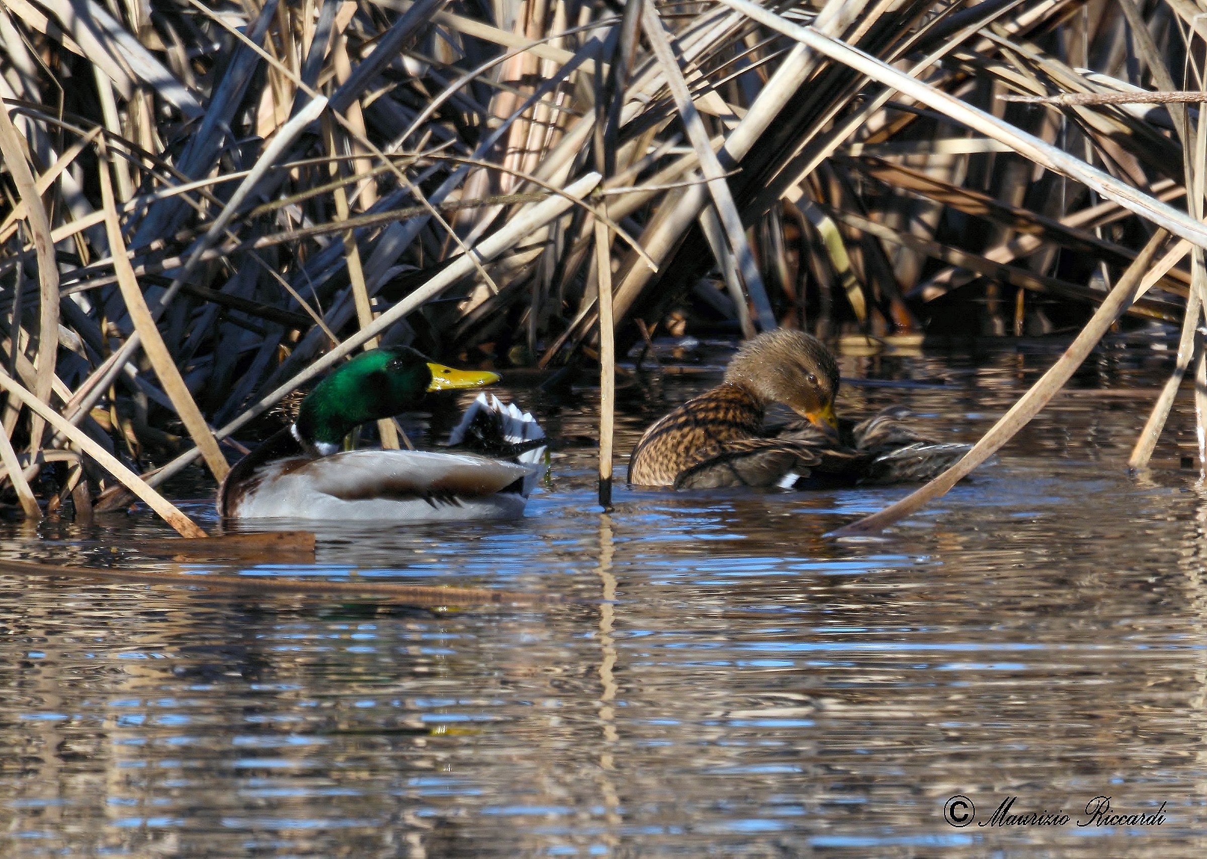 Germani couple (Male and Female)