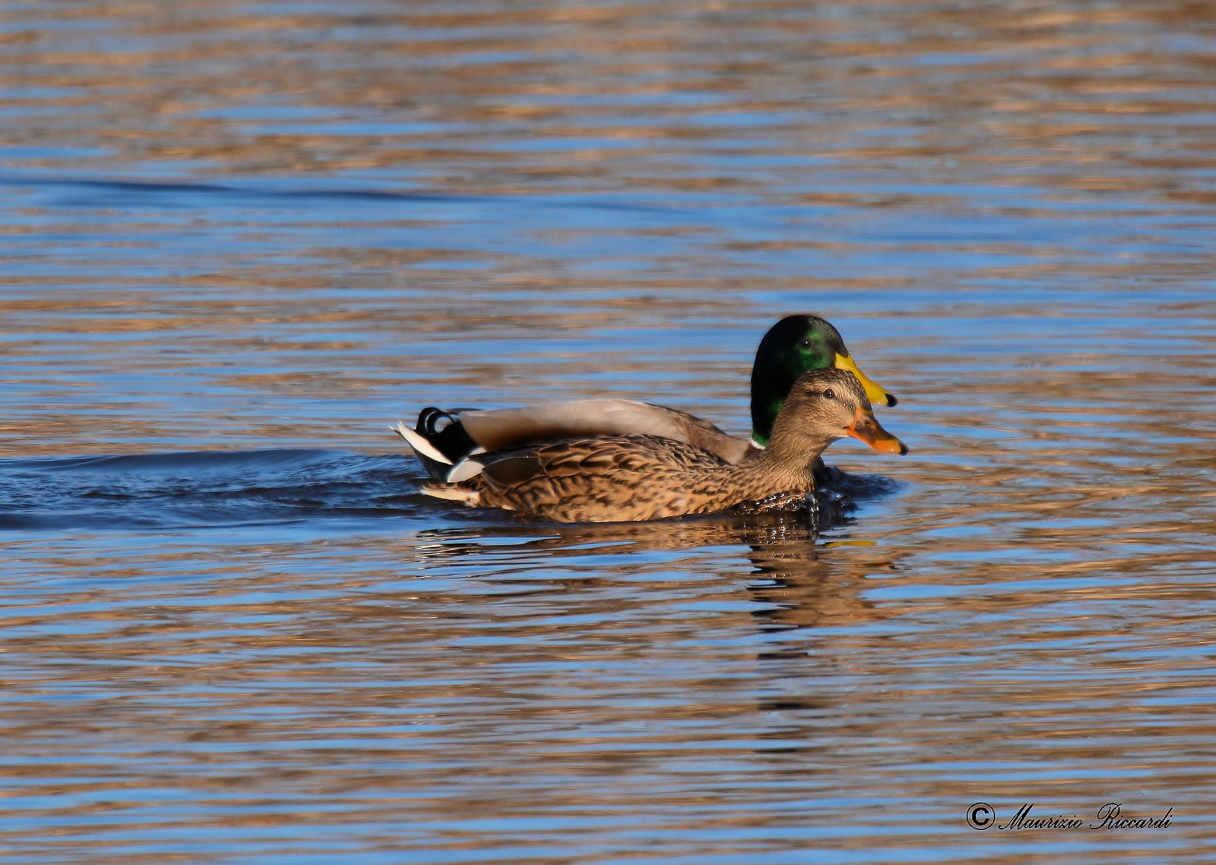 Germani couple (Male and Female)