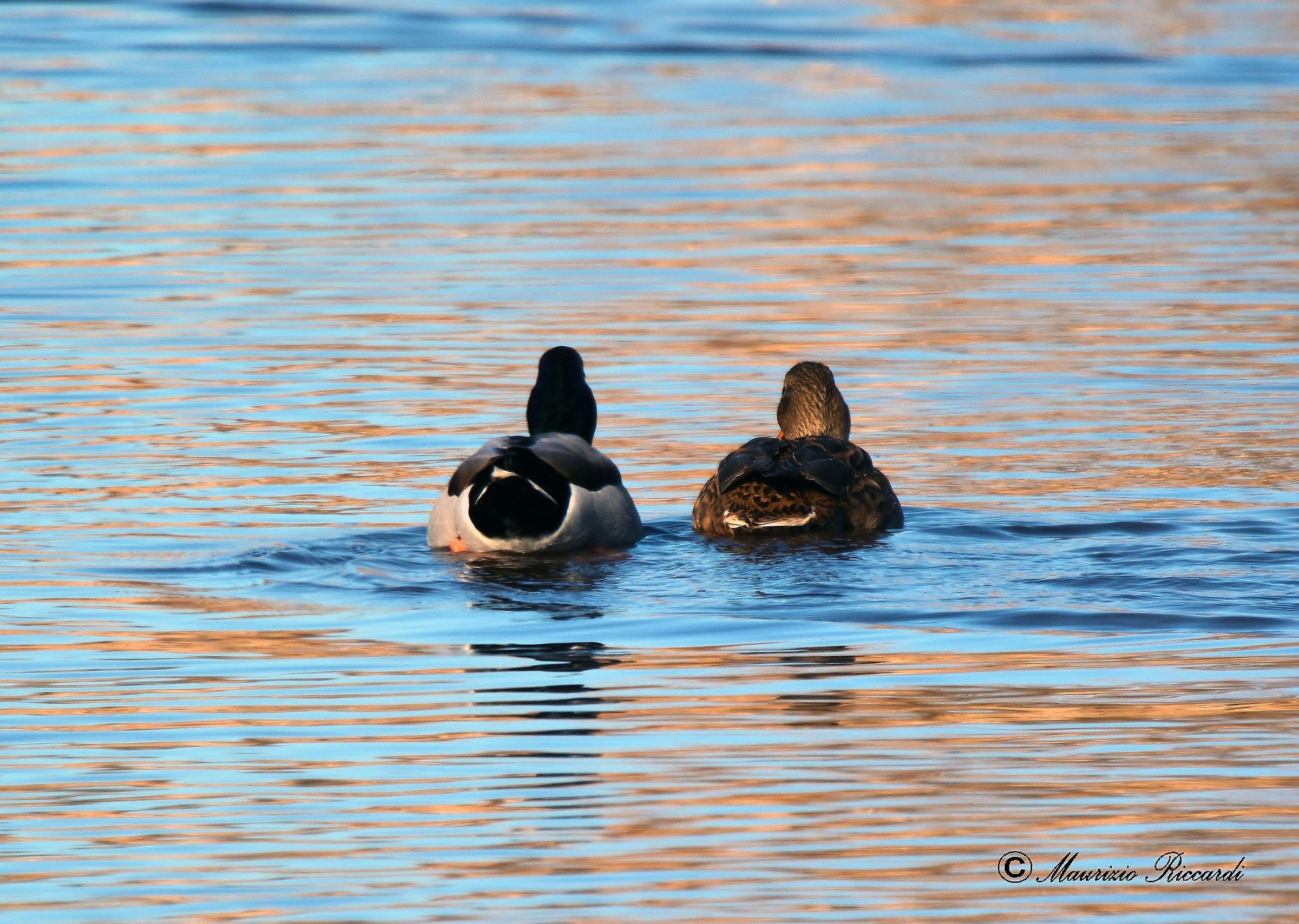 Germani couple (Male and Female)