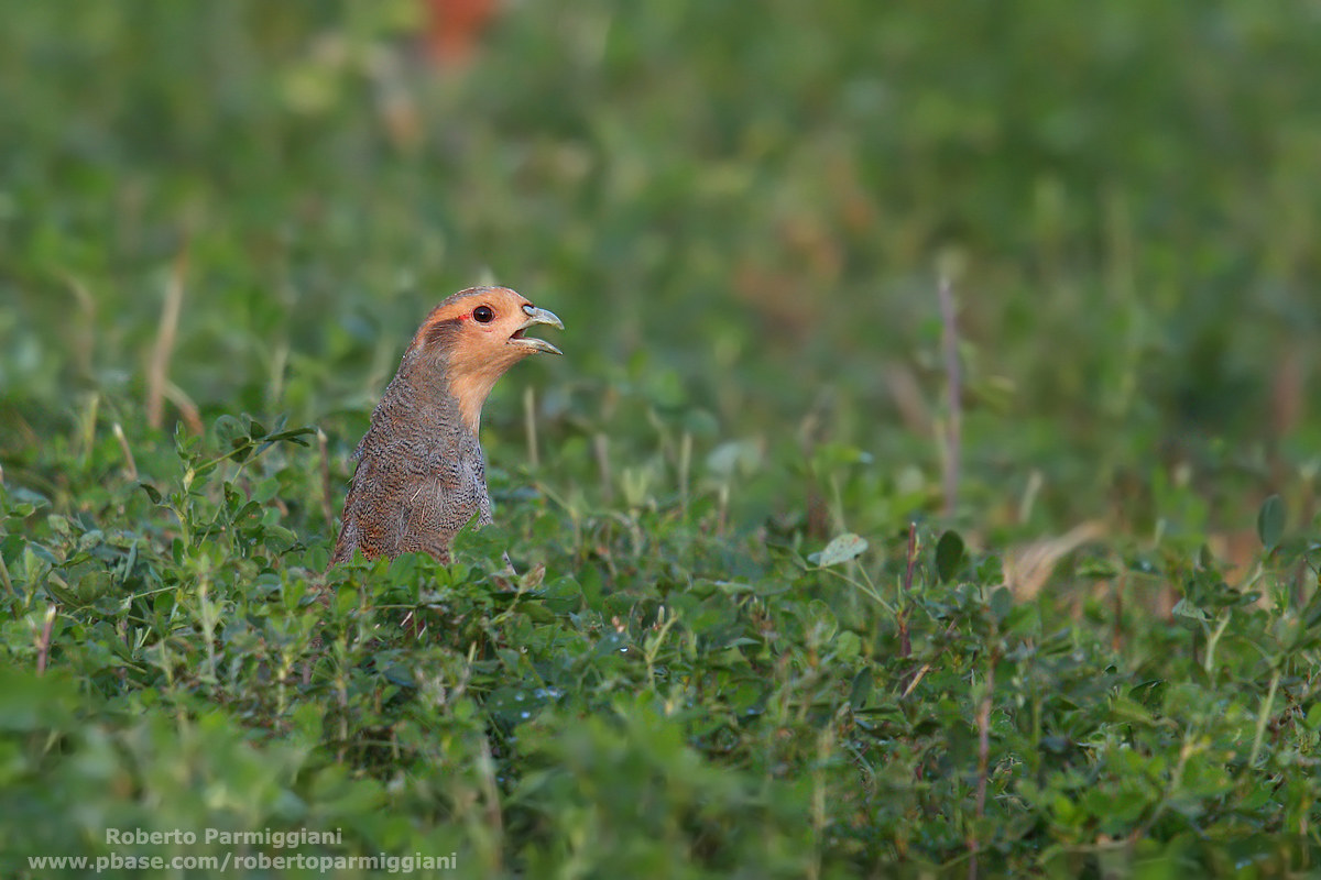 Nel mare d'erba (starna)