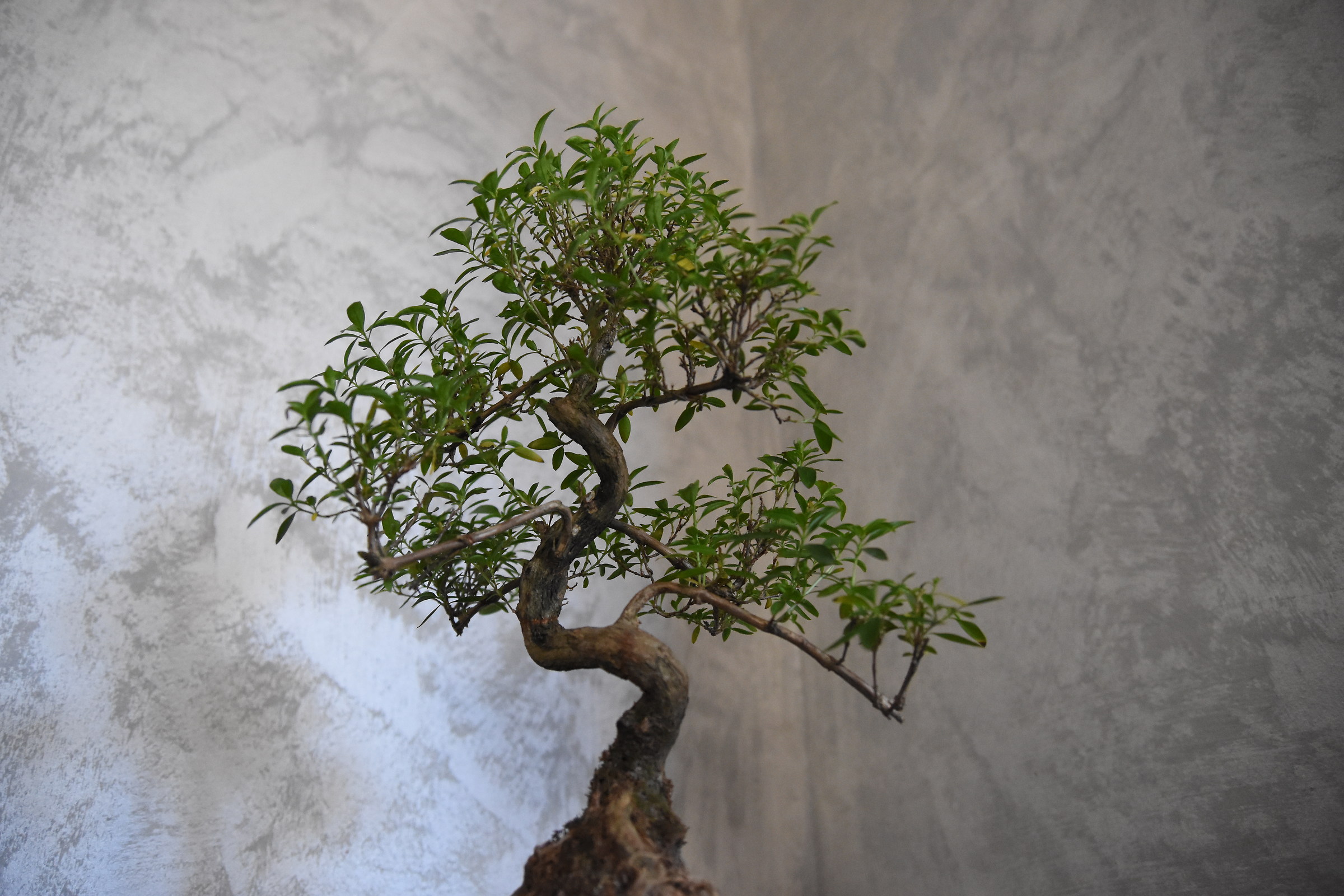 bonsai