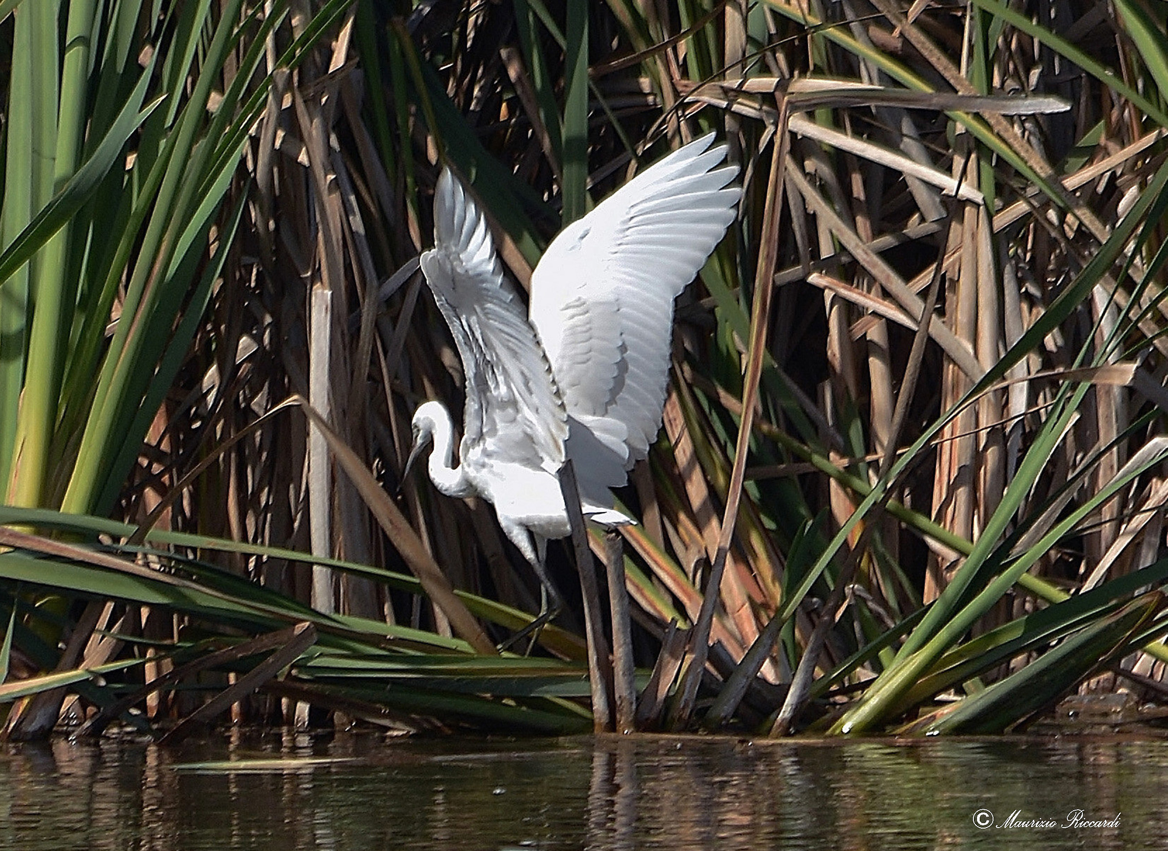 egret