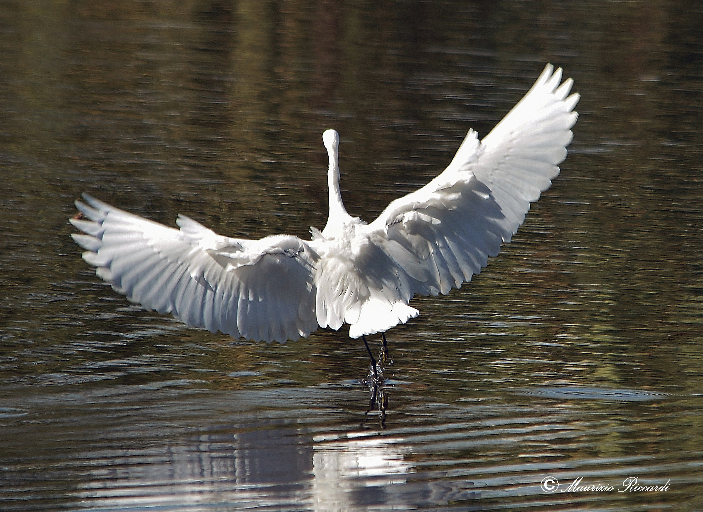 egret