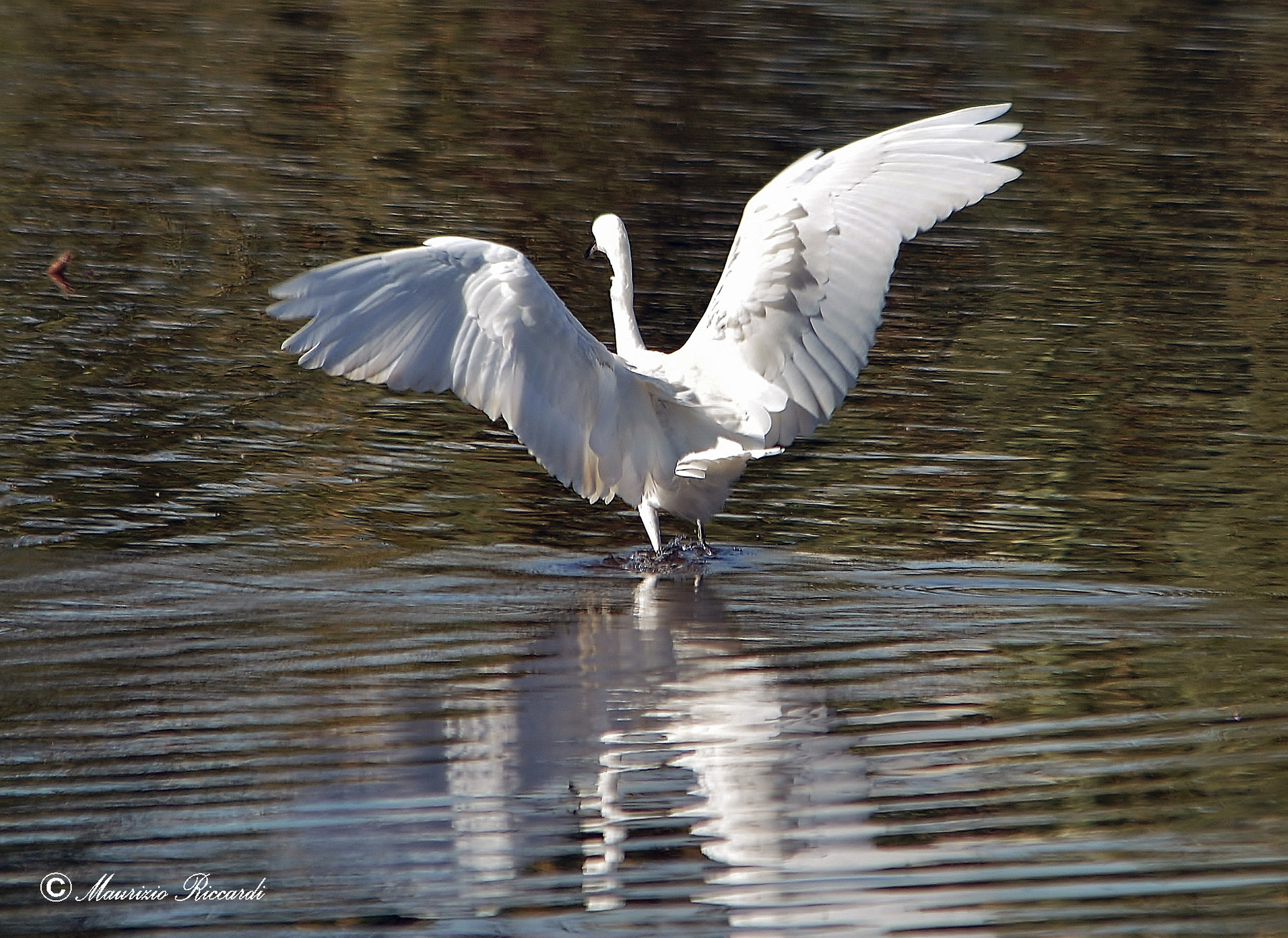 egret