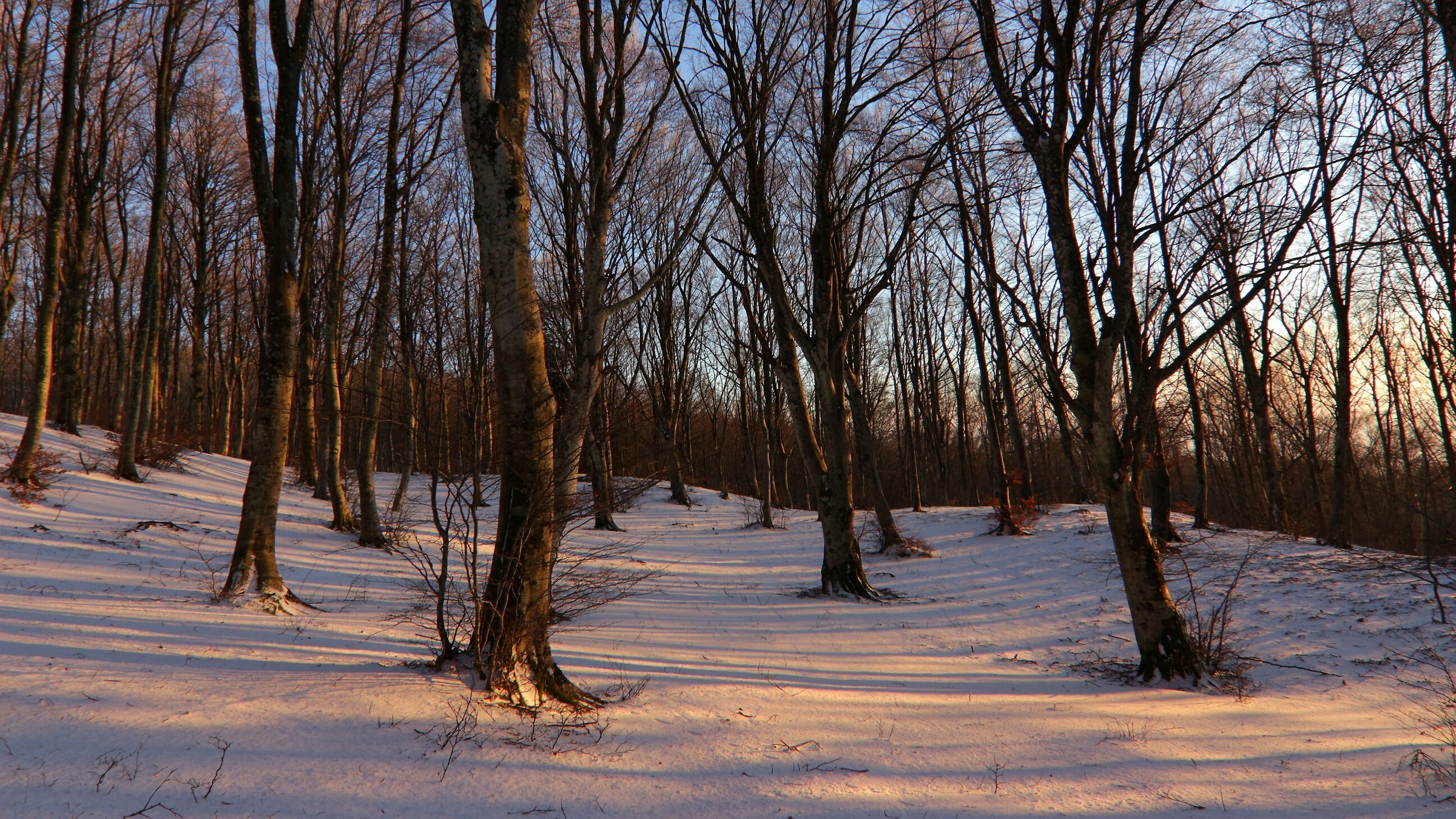 Trees and paint the wood light