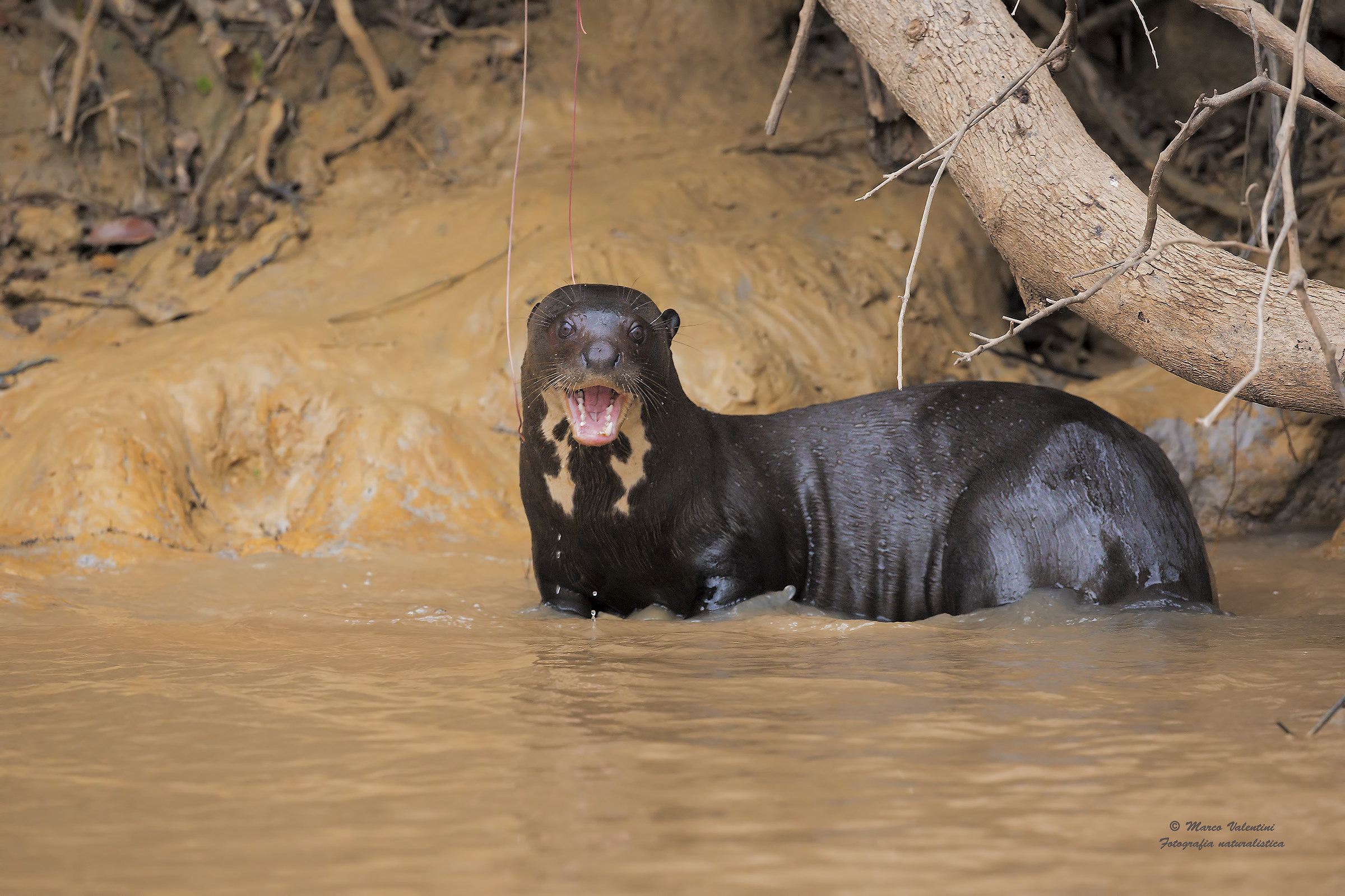 Lontra gigante