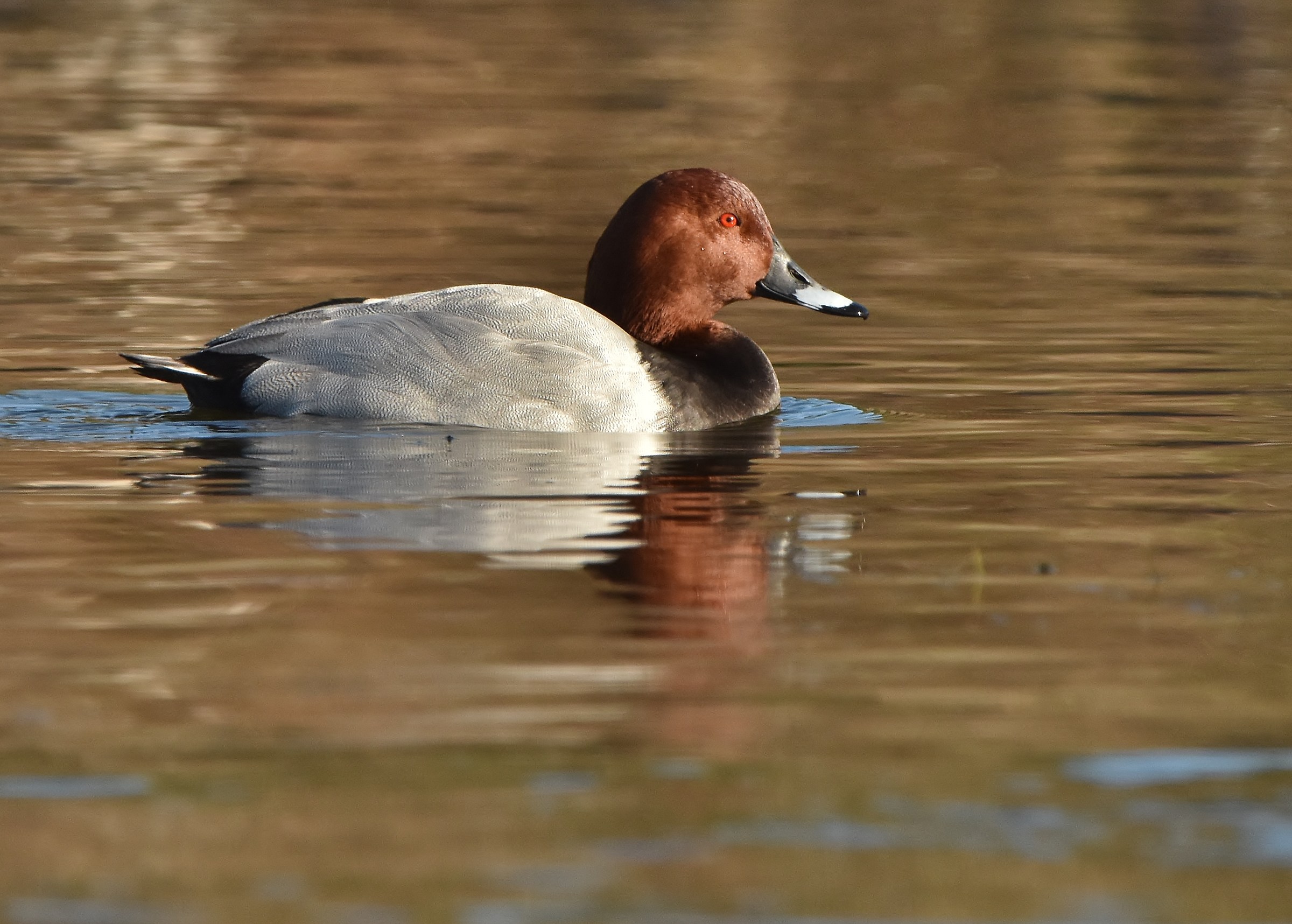 pochard