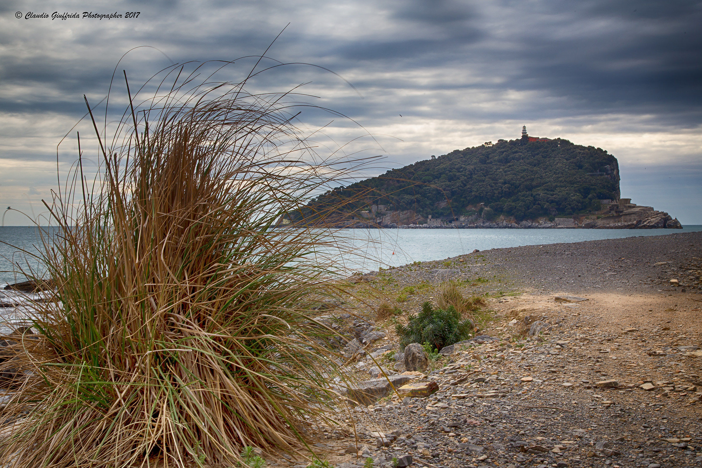 Ampelodesmos mauritanicus e l'Isola del Tino