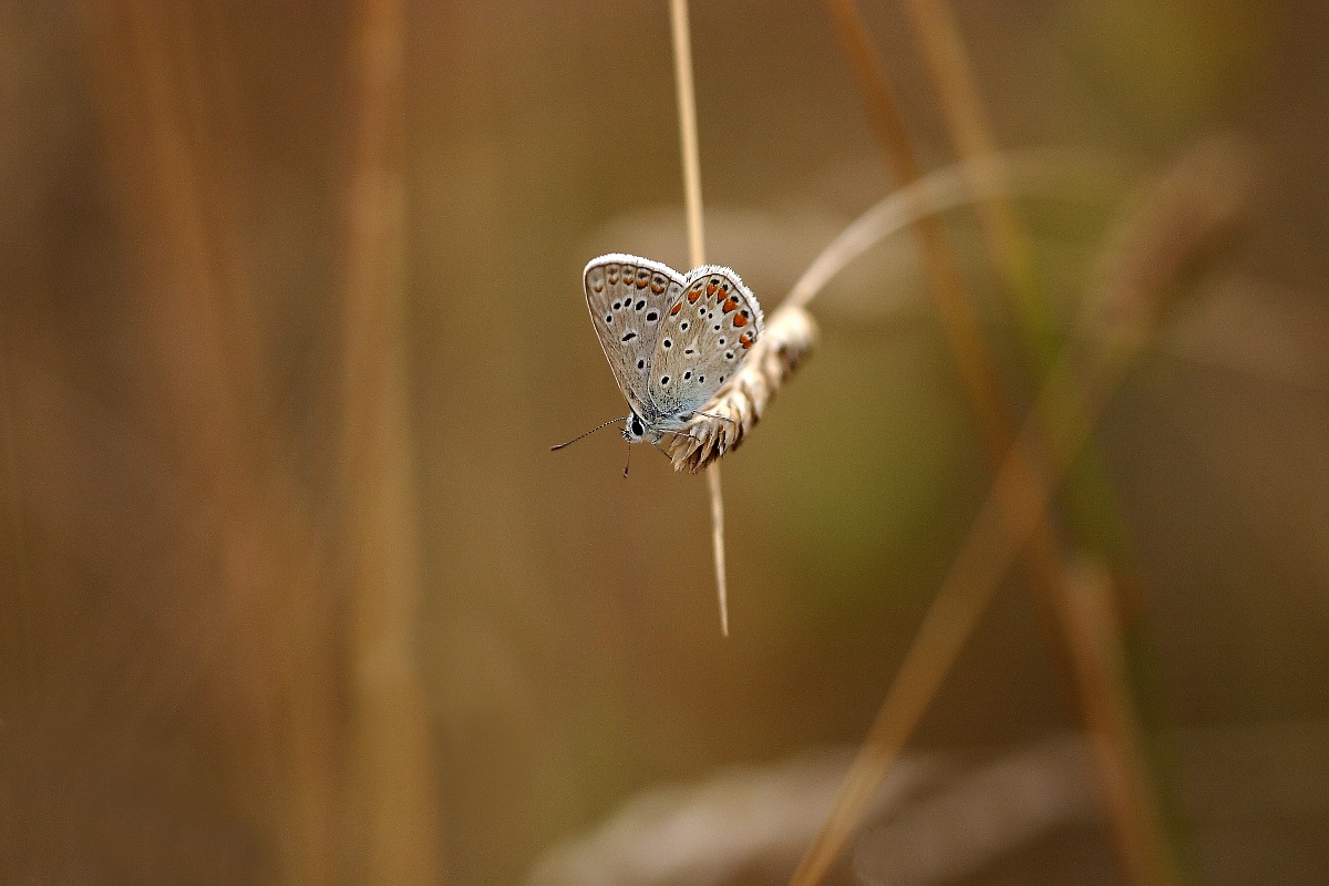 Teramo in macro