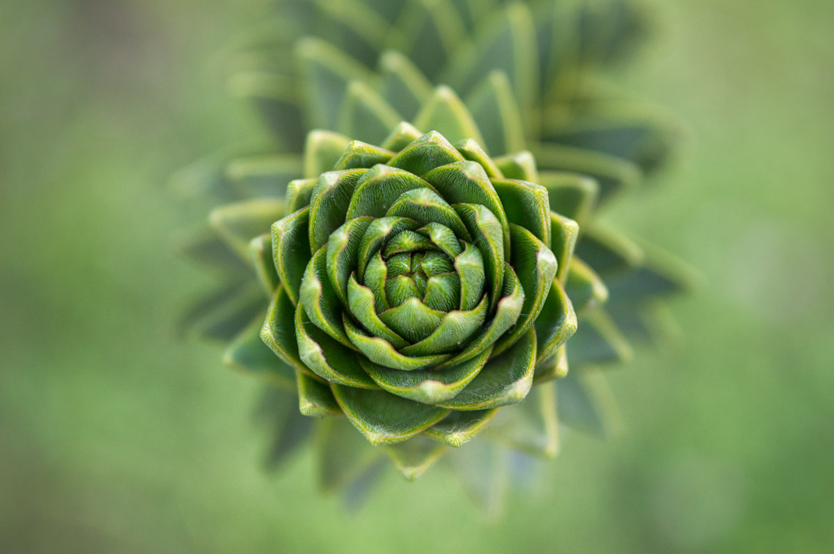 Fogliame dell' Araucaria araucana