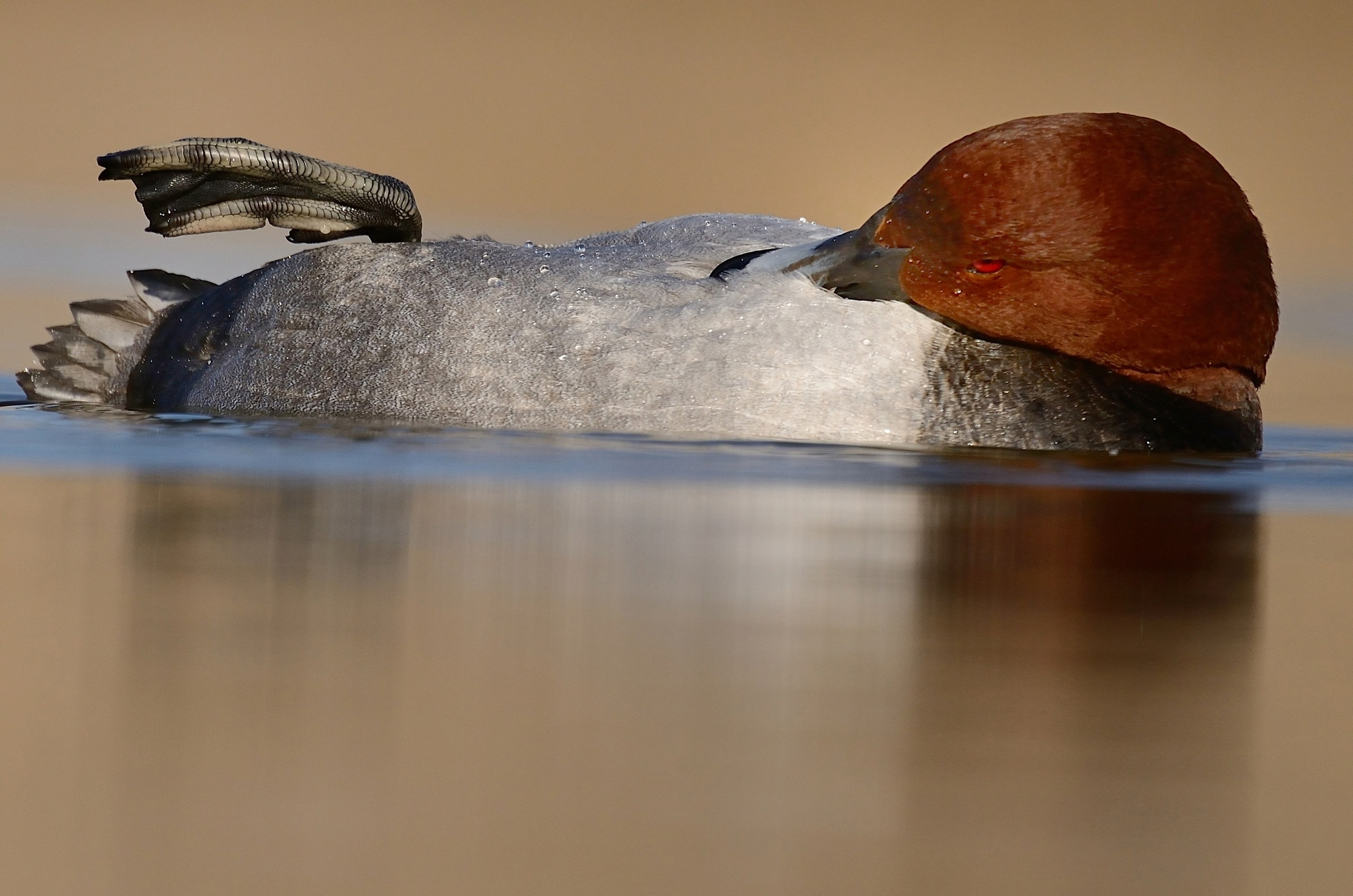 Floating on the side