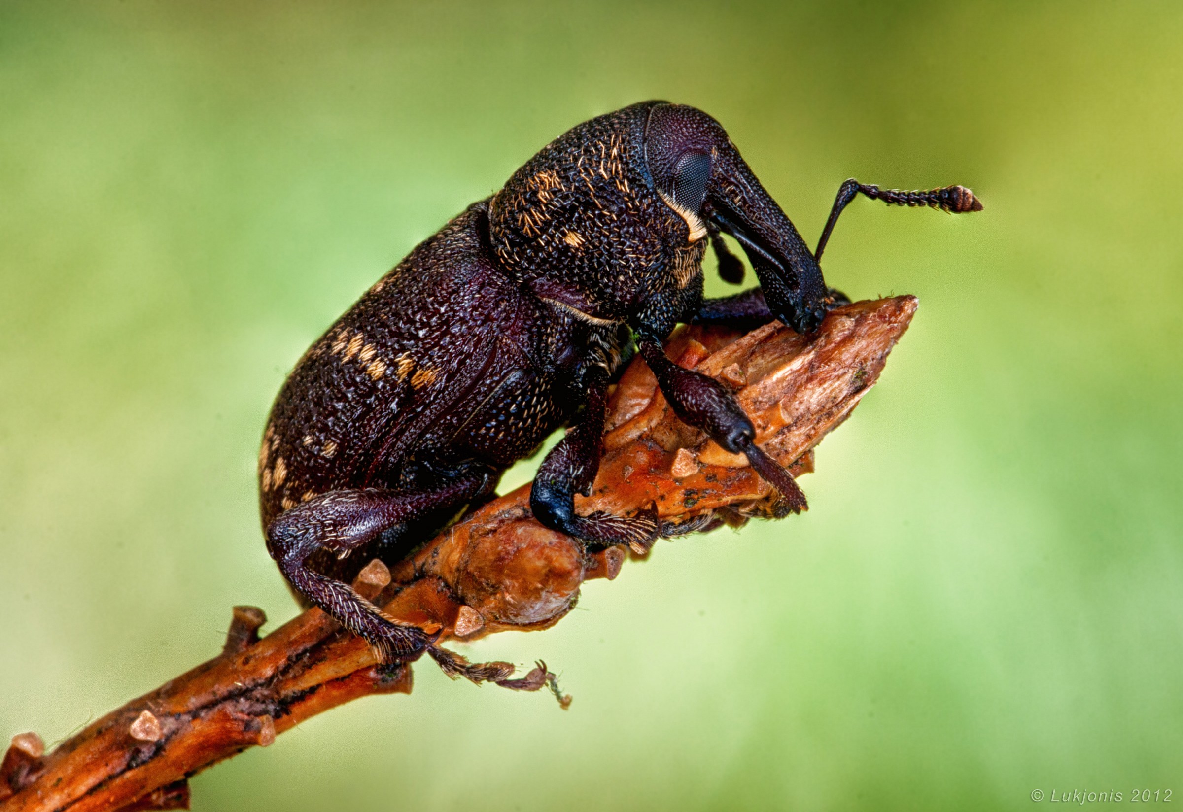 Pino weevil - Hylobius abietis