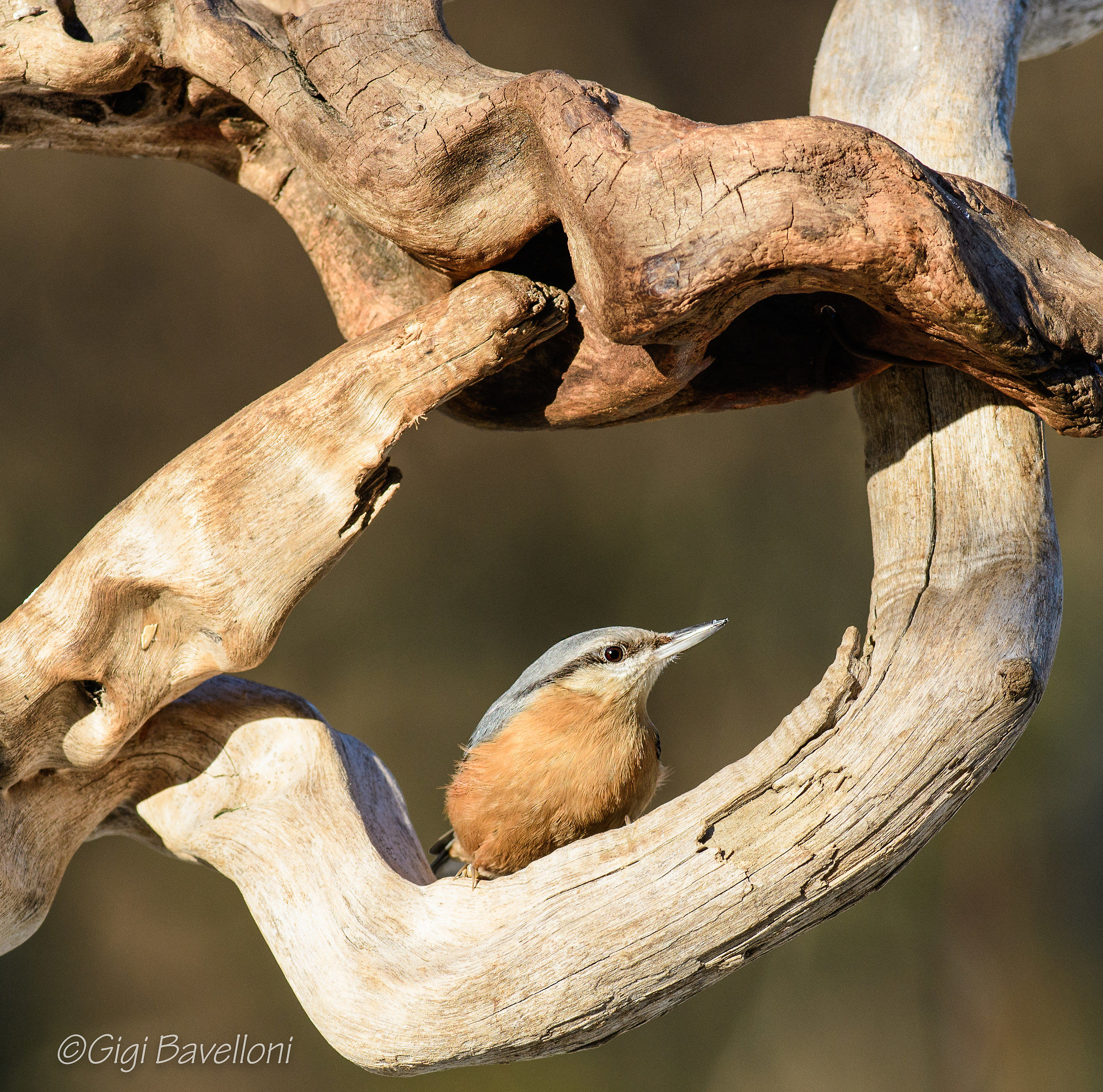 muraiolo ..... framed