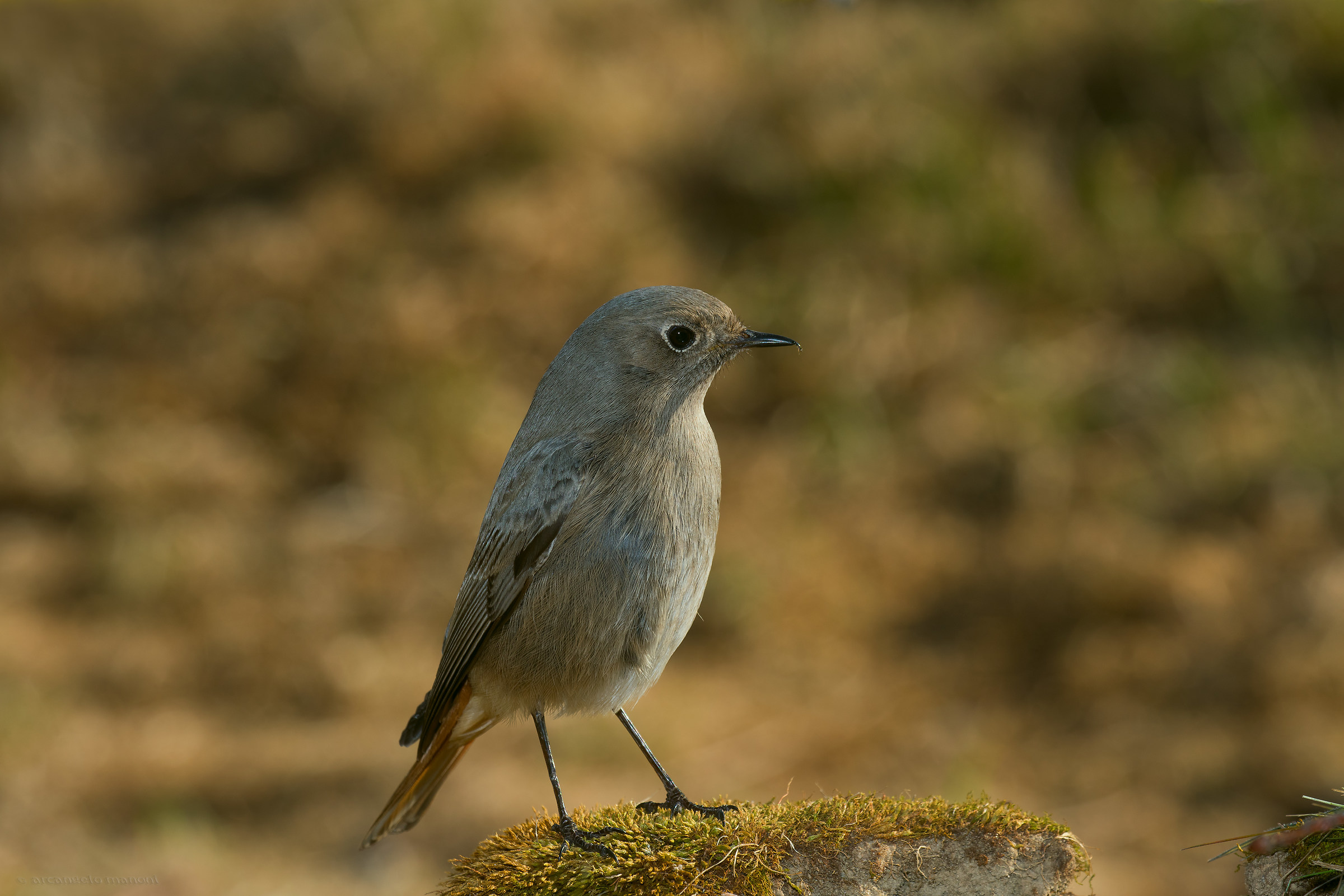 Redstart on the island that is
