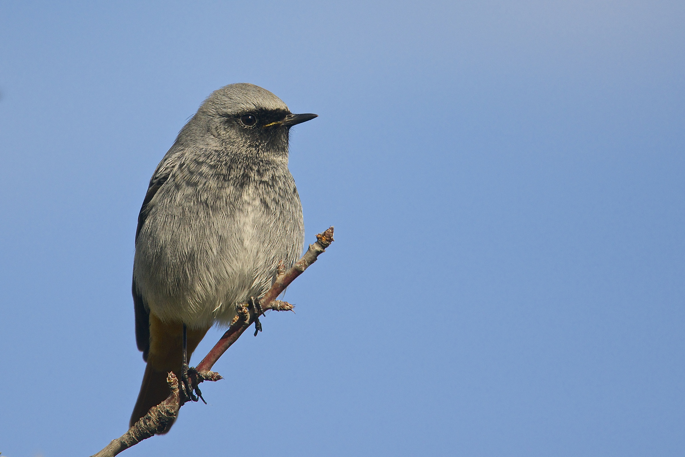 Codirosso spazzacamino maschio