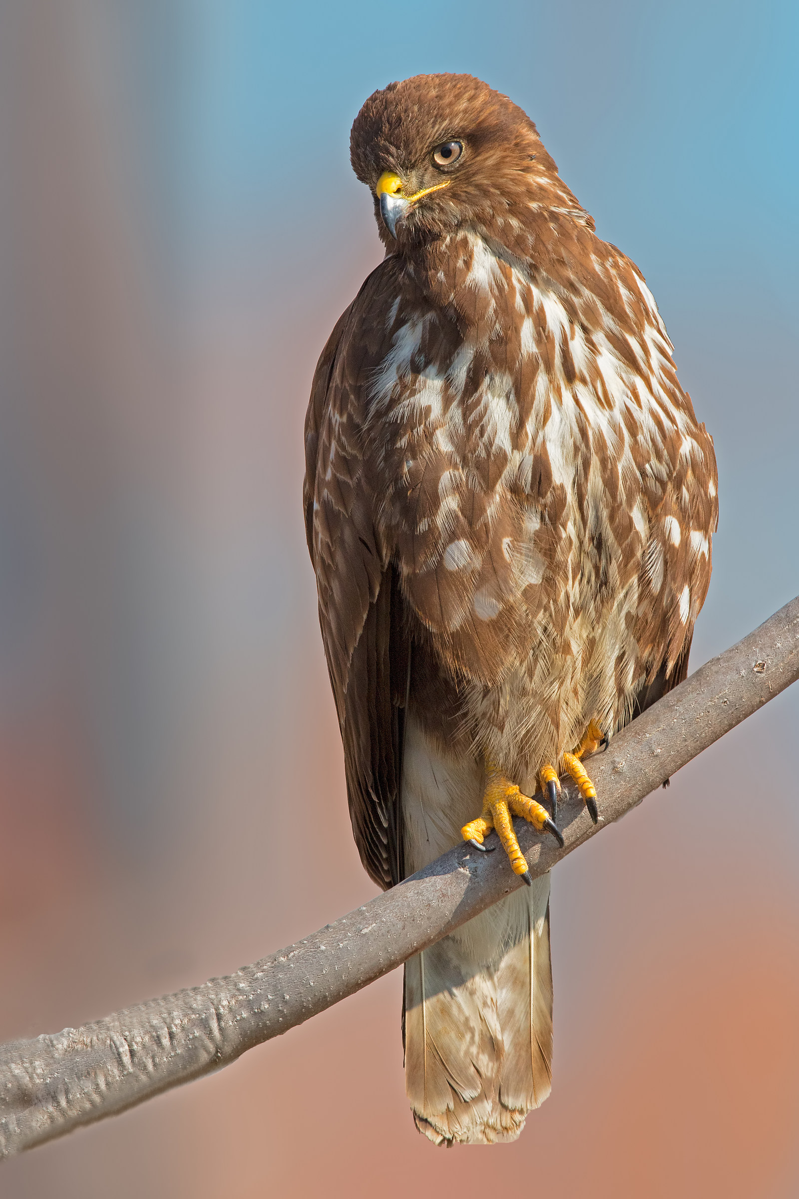 Buteo buteo