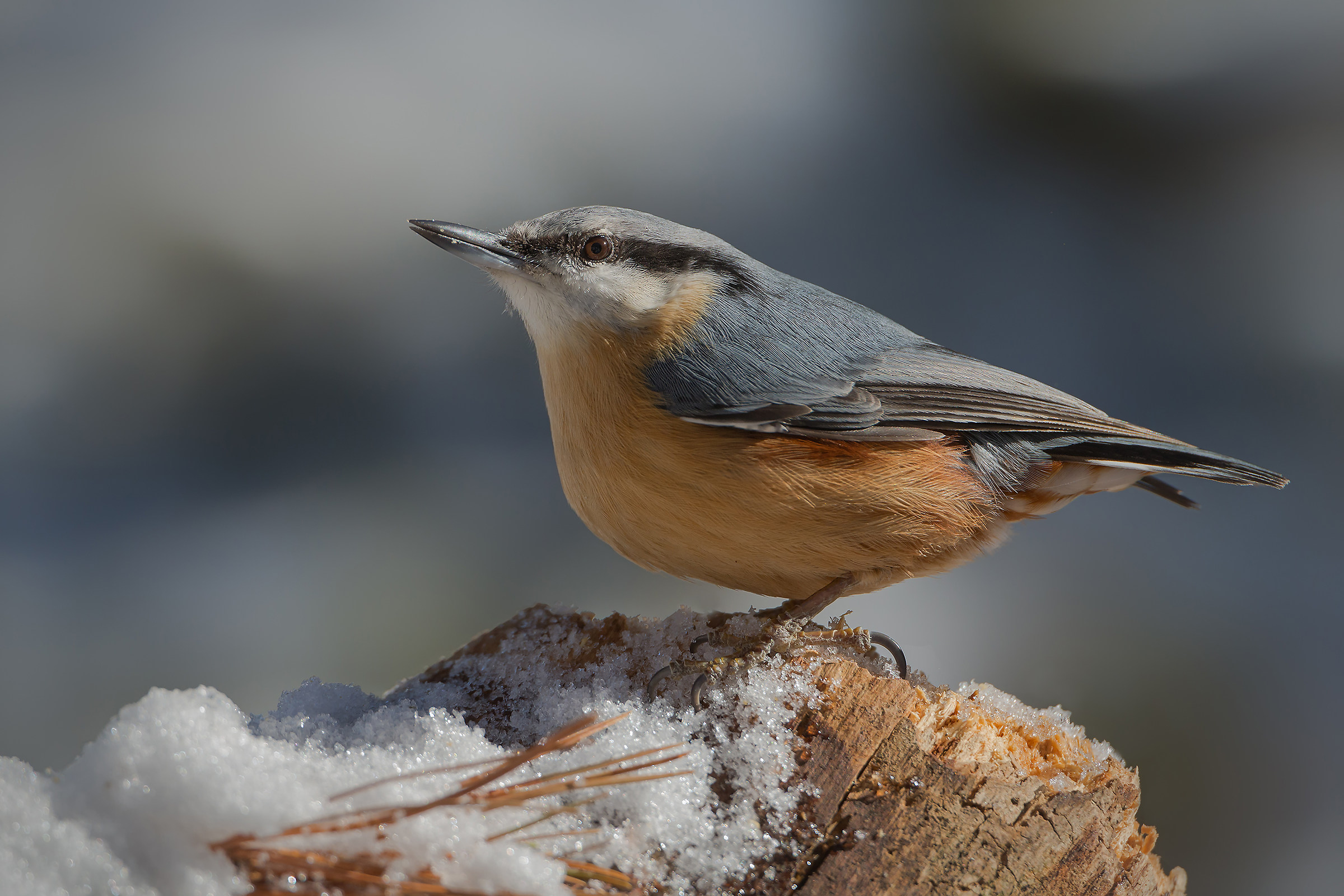 woodpecker portrait