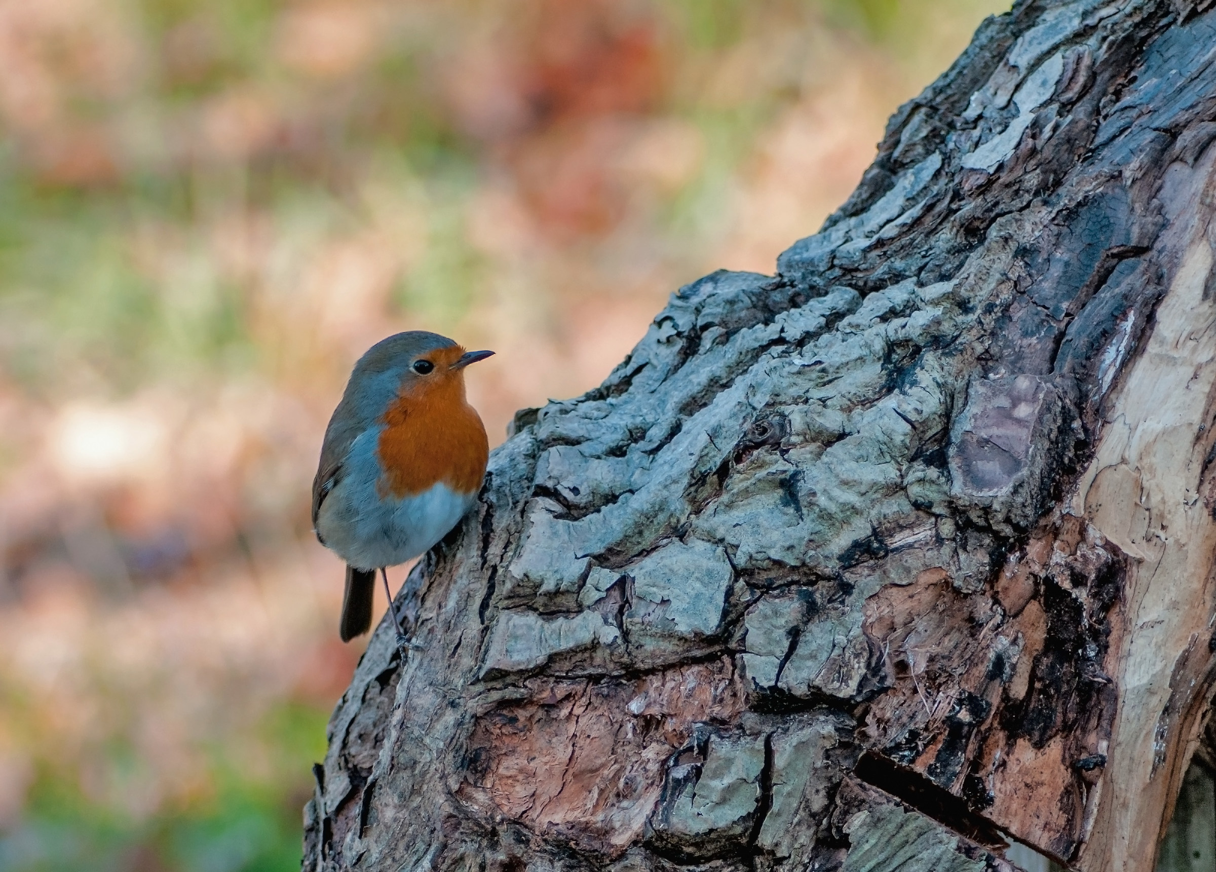 The small break of Robin