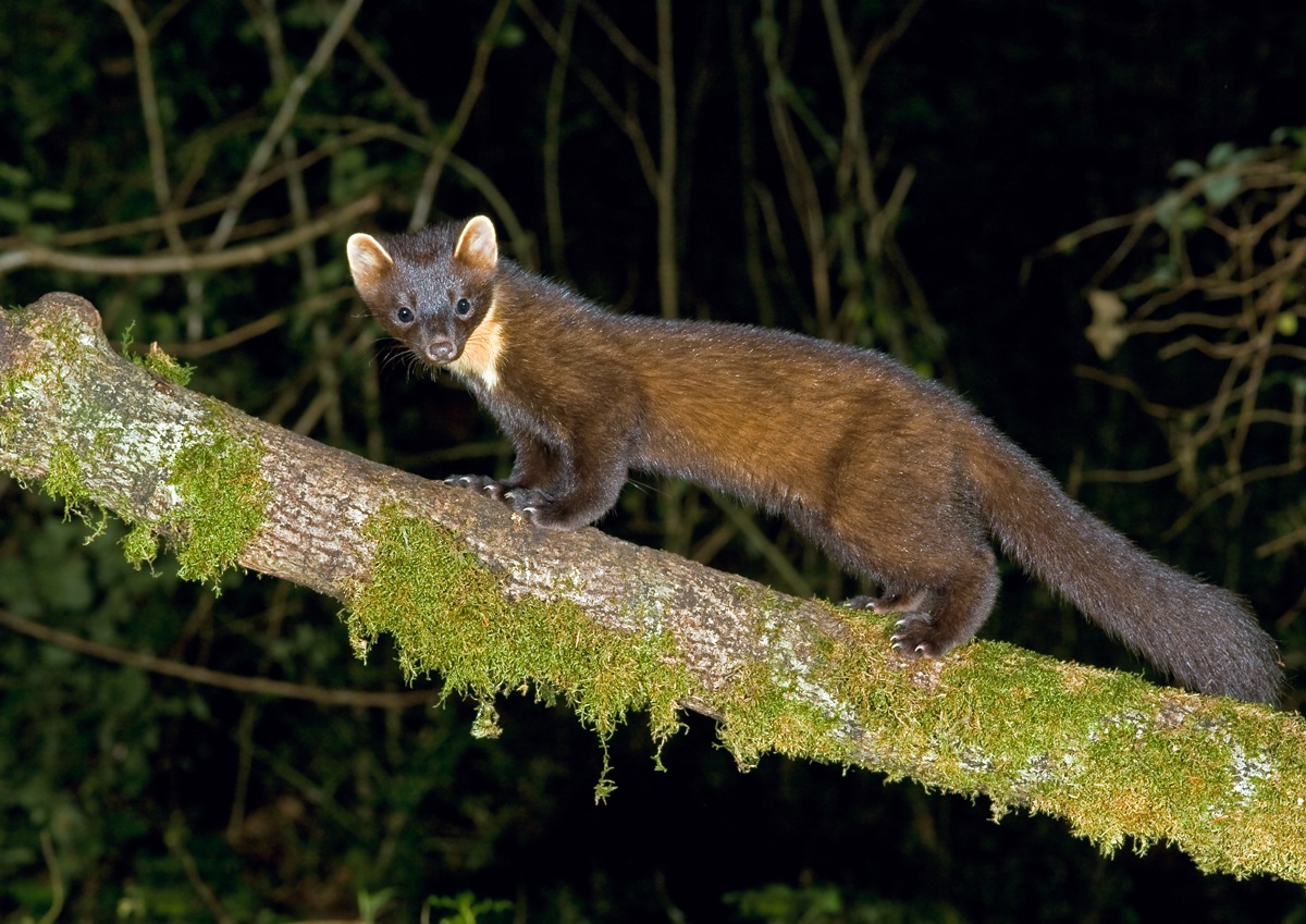 Pine Marten 3