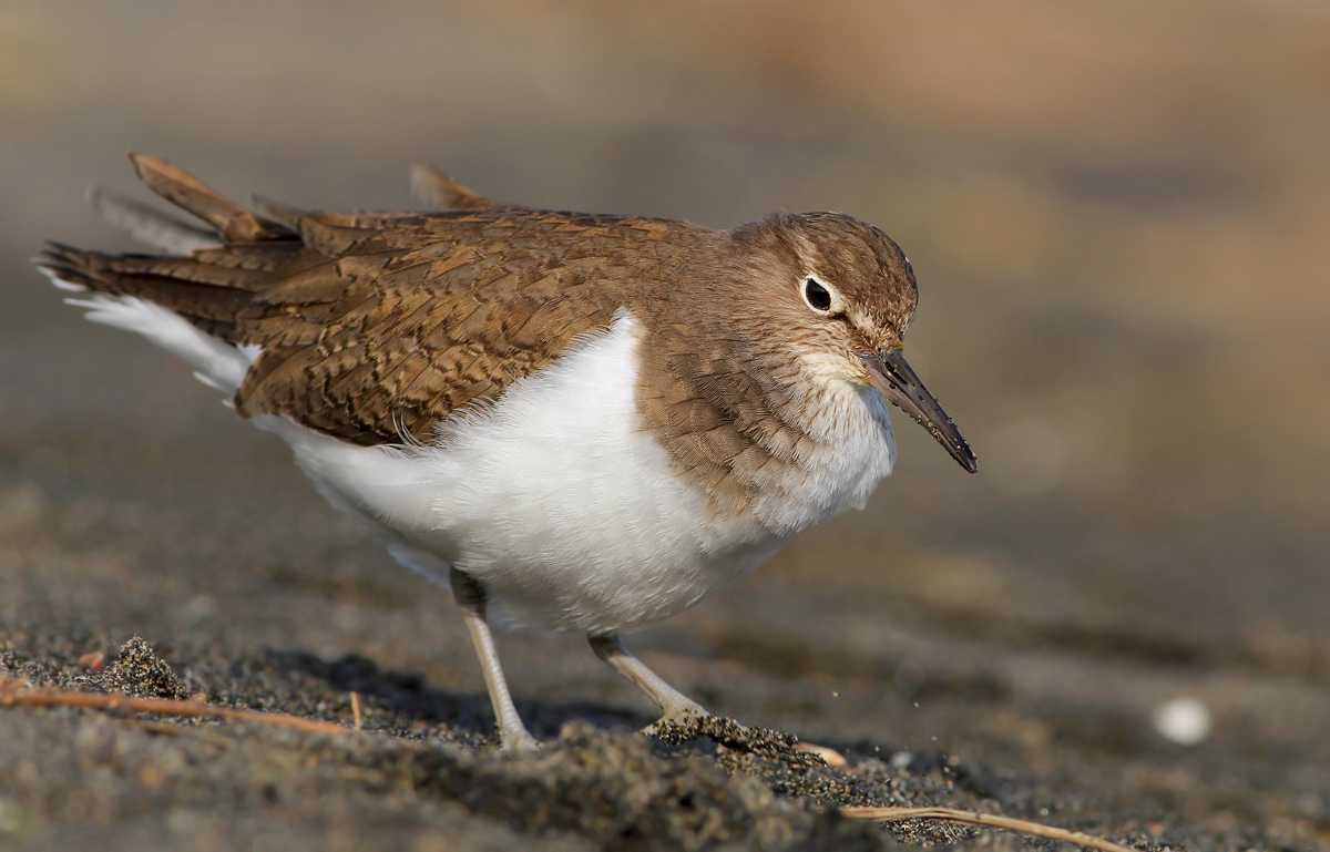 Common Sandpiper