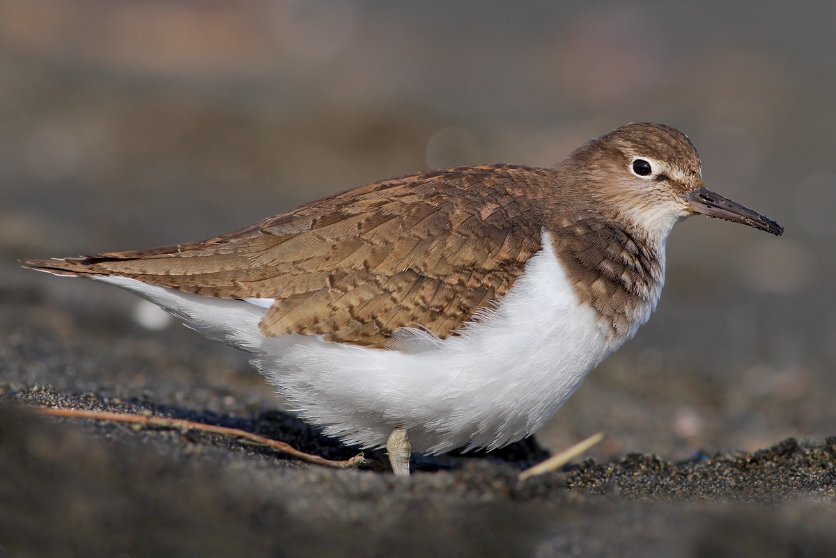 Common Sandpiper