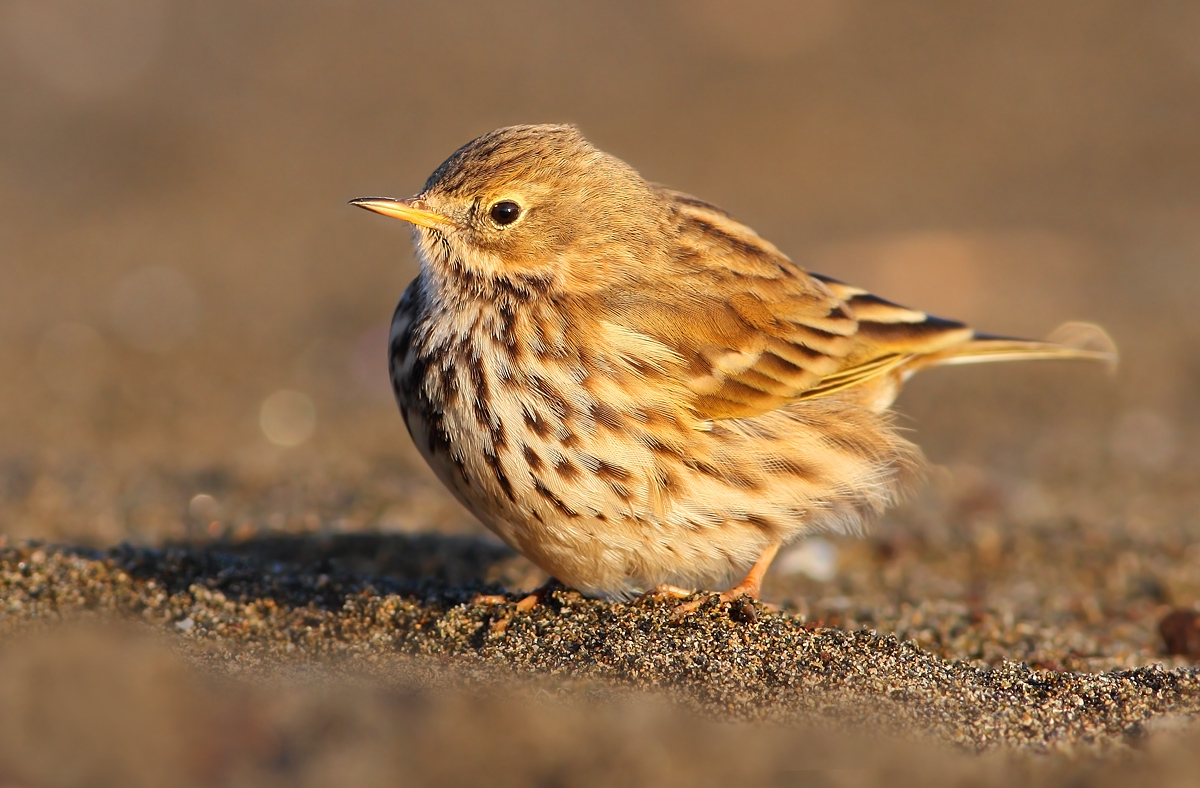 Pipit