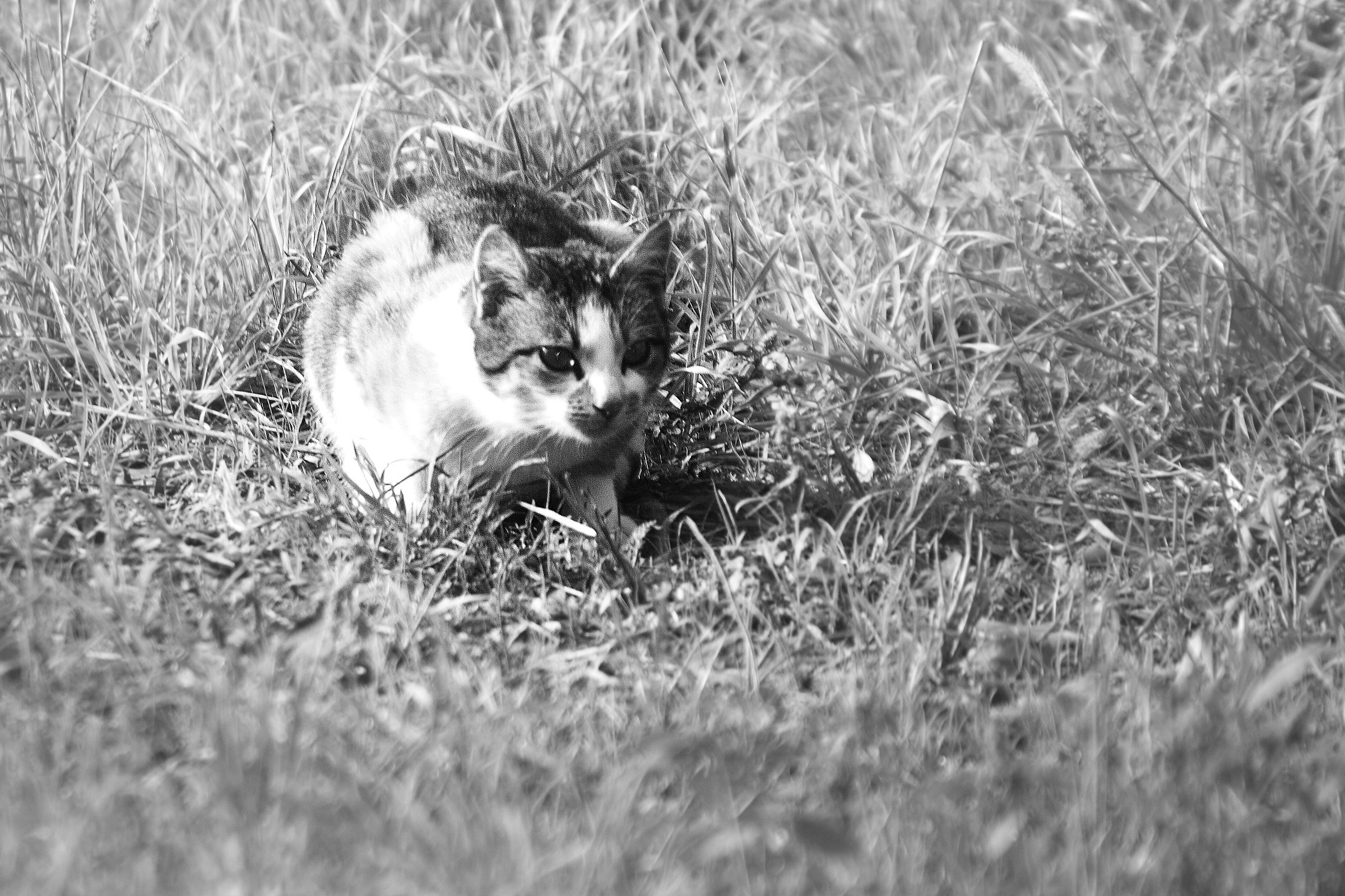 maximum concentration