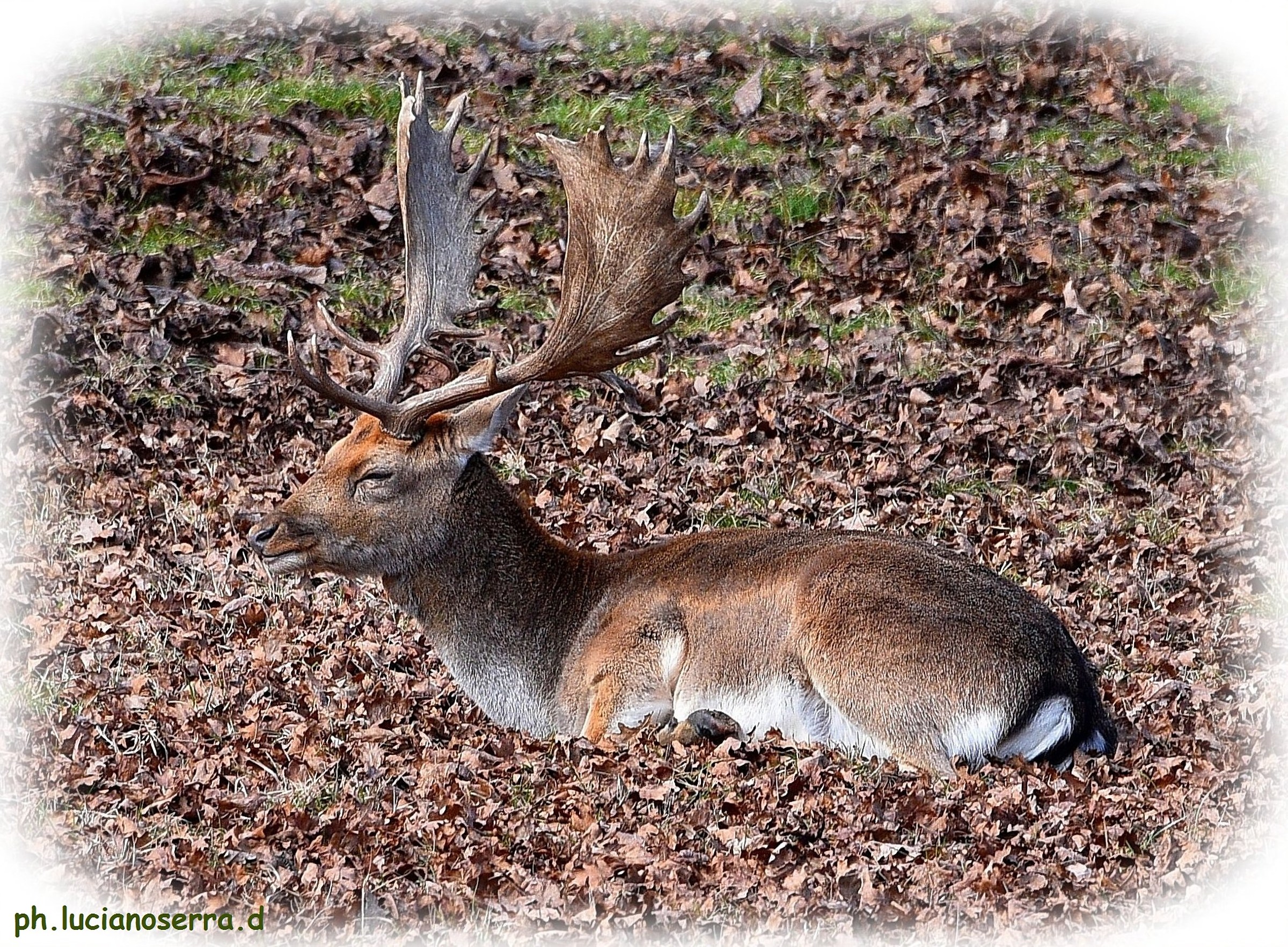 Daino che schiaccia un pisolino