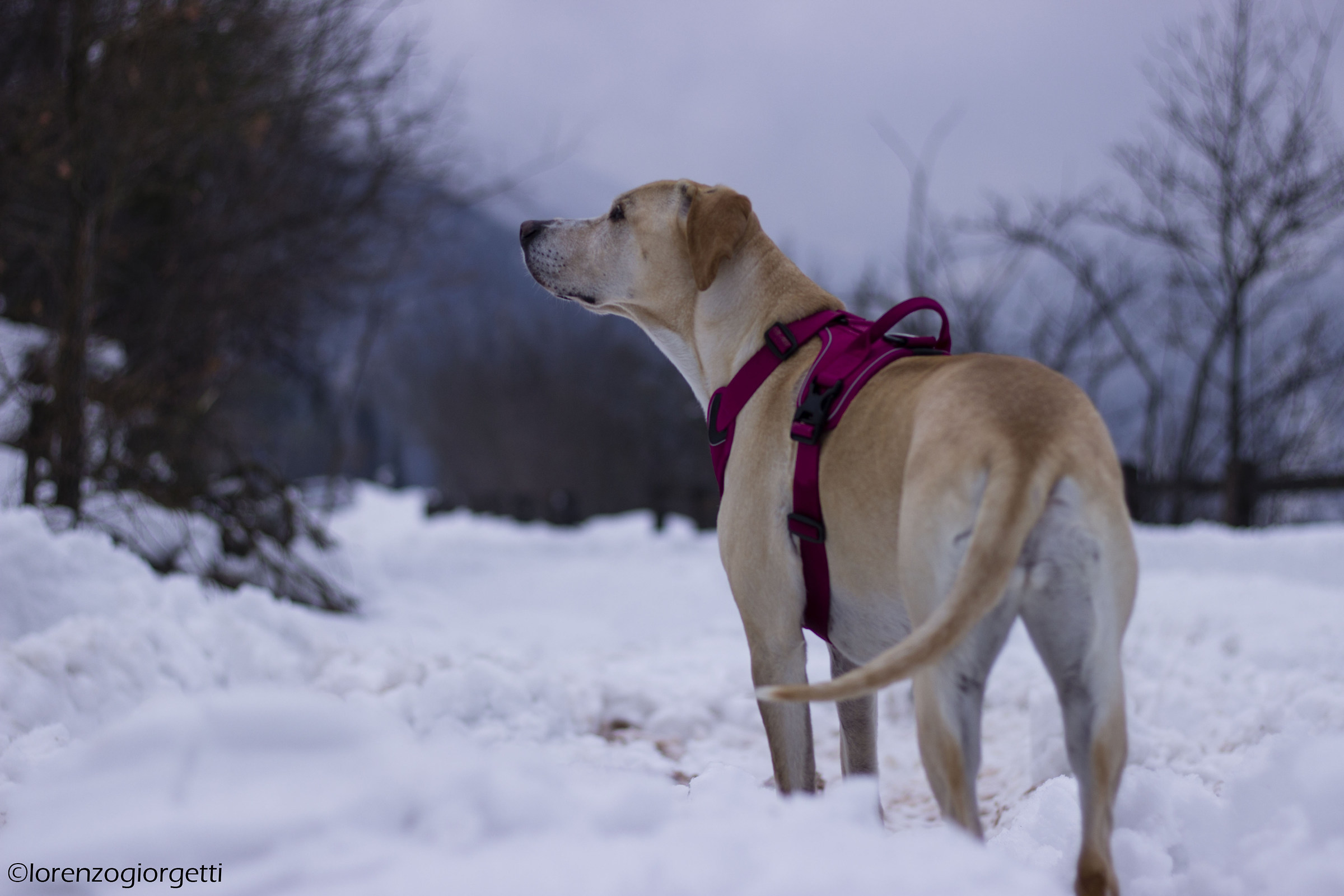 Margot ascolta sulla neve