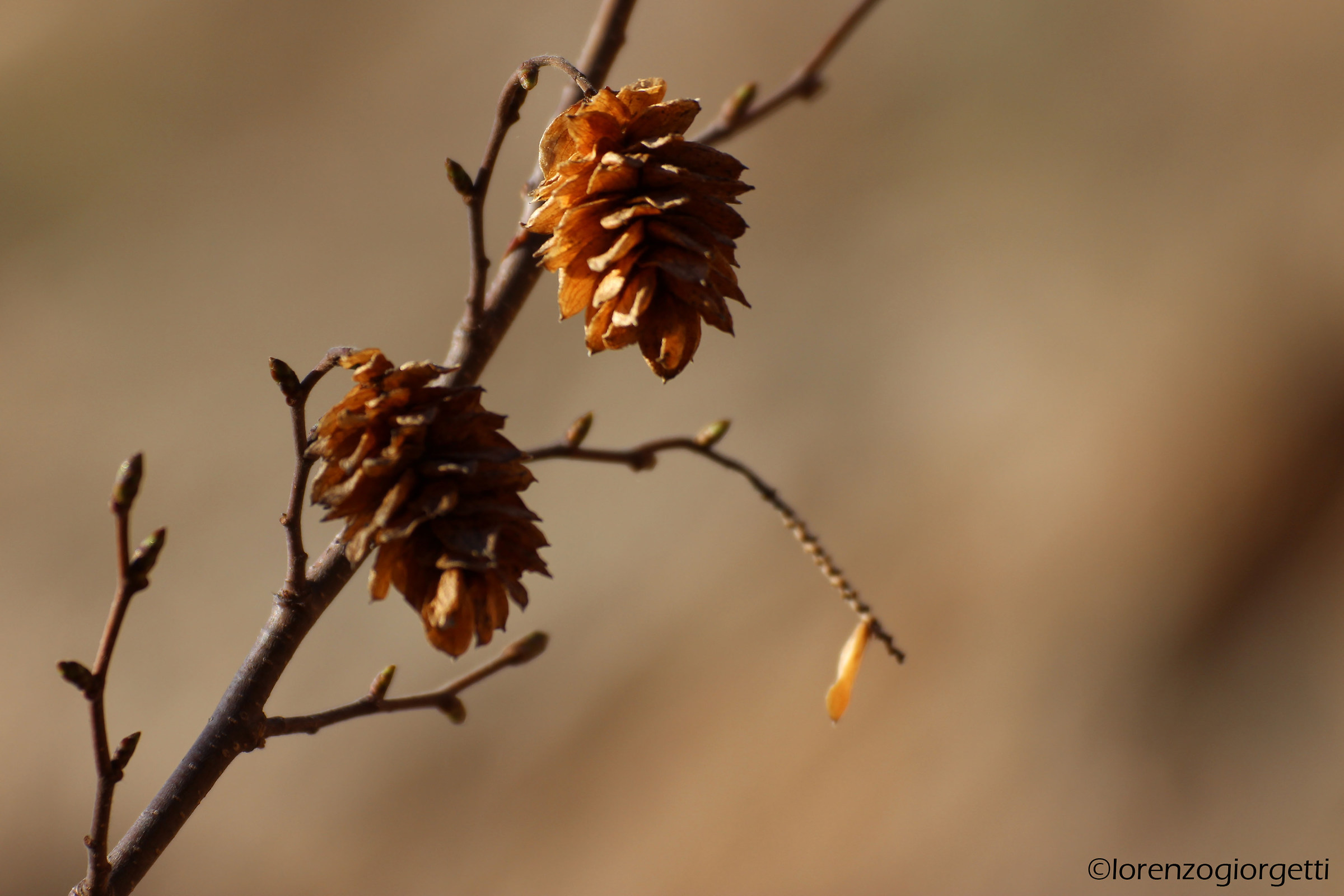Fiore di Carpino