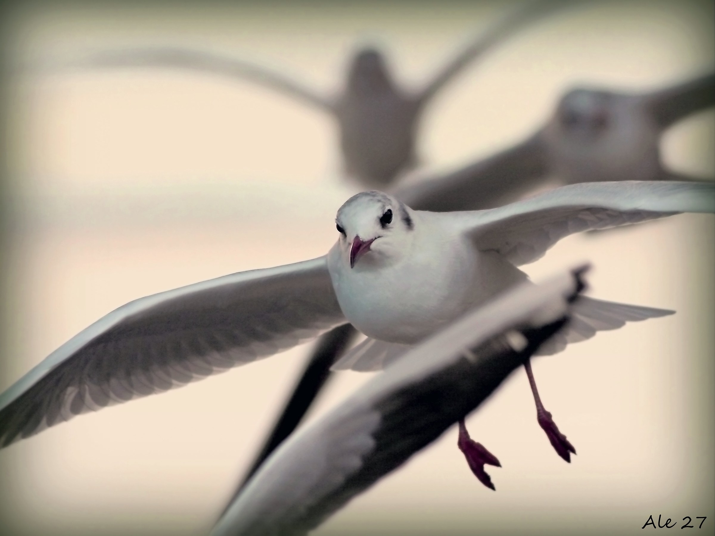 ... Always in flight ...