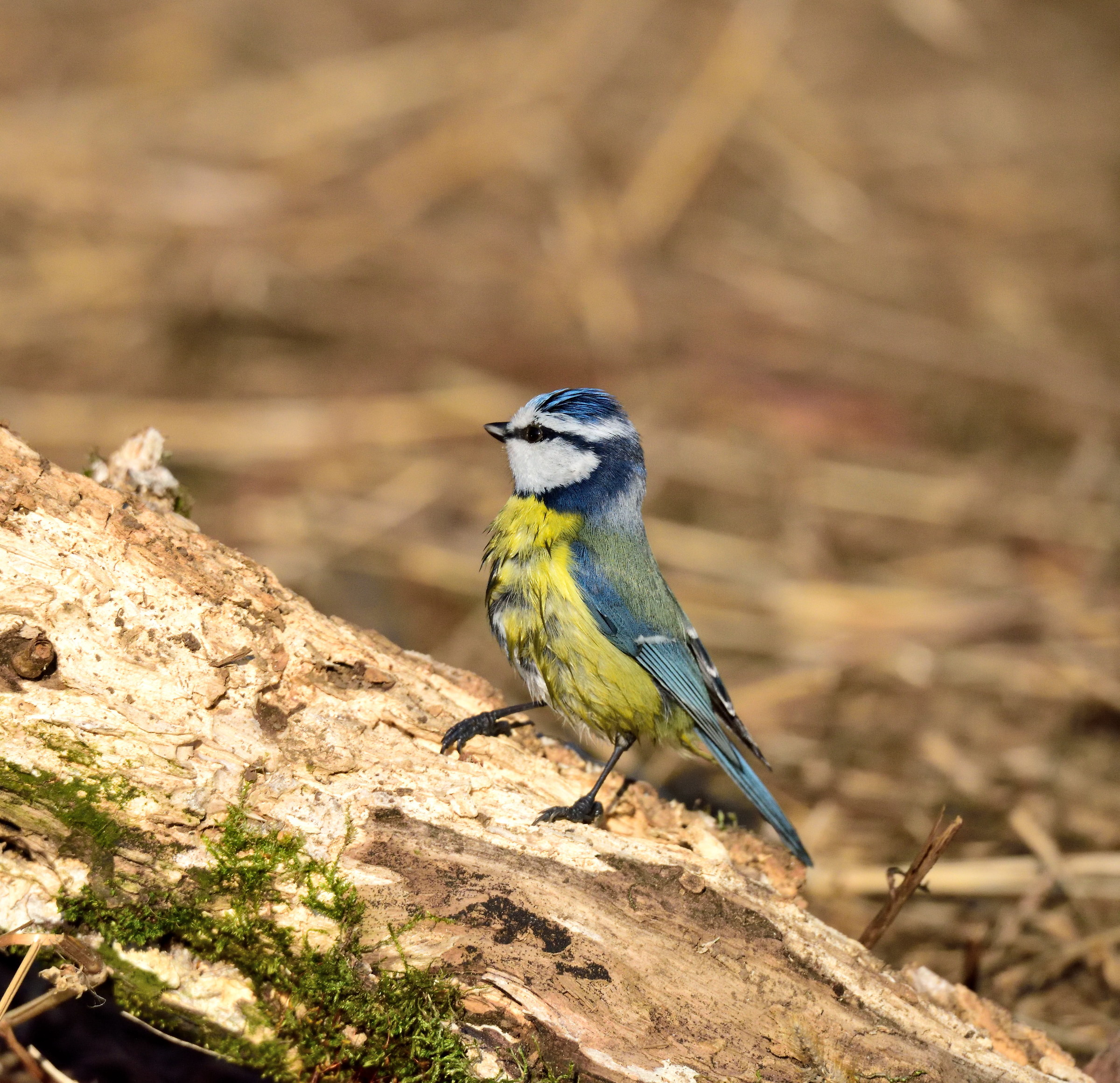 cinciarella after a bath?