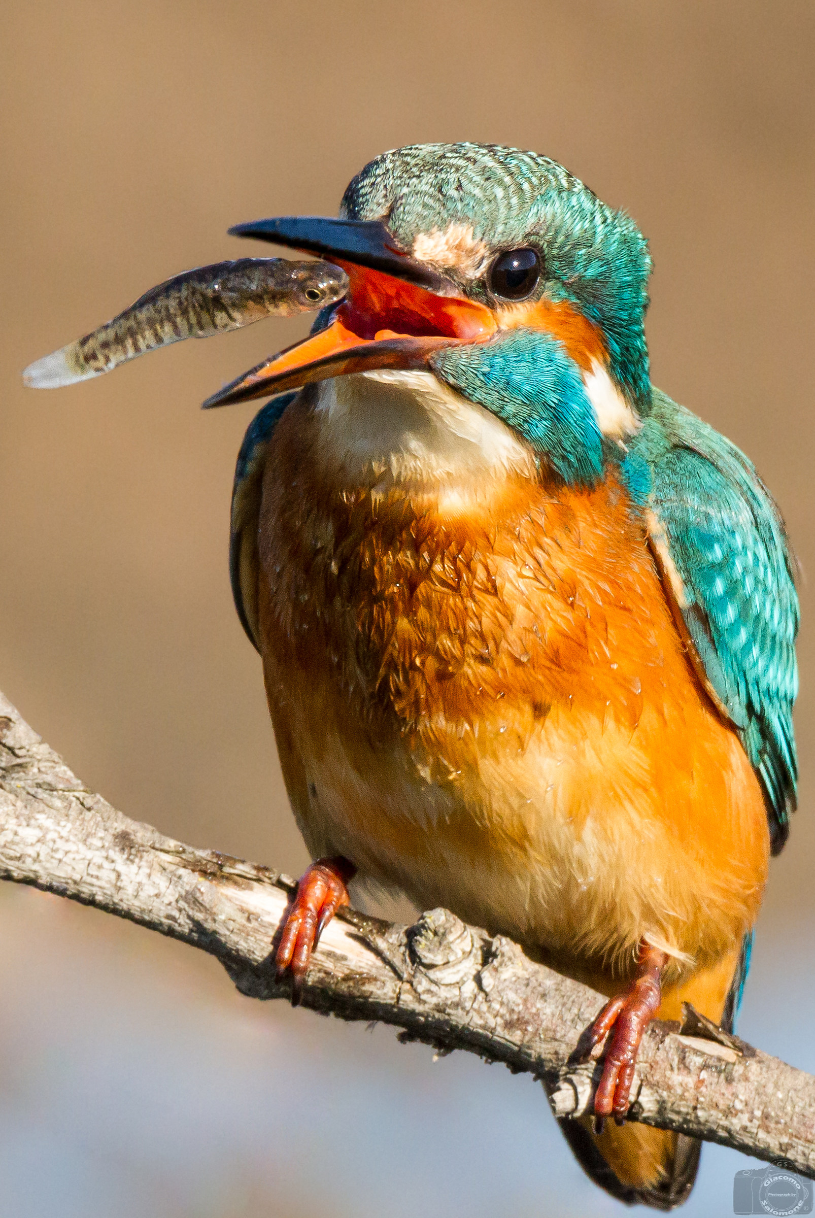 The "Jump beak 'new post production ..