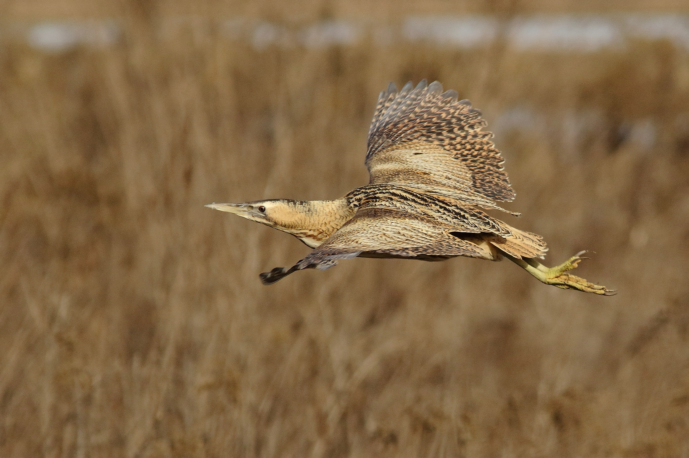 il volo del tarabuso