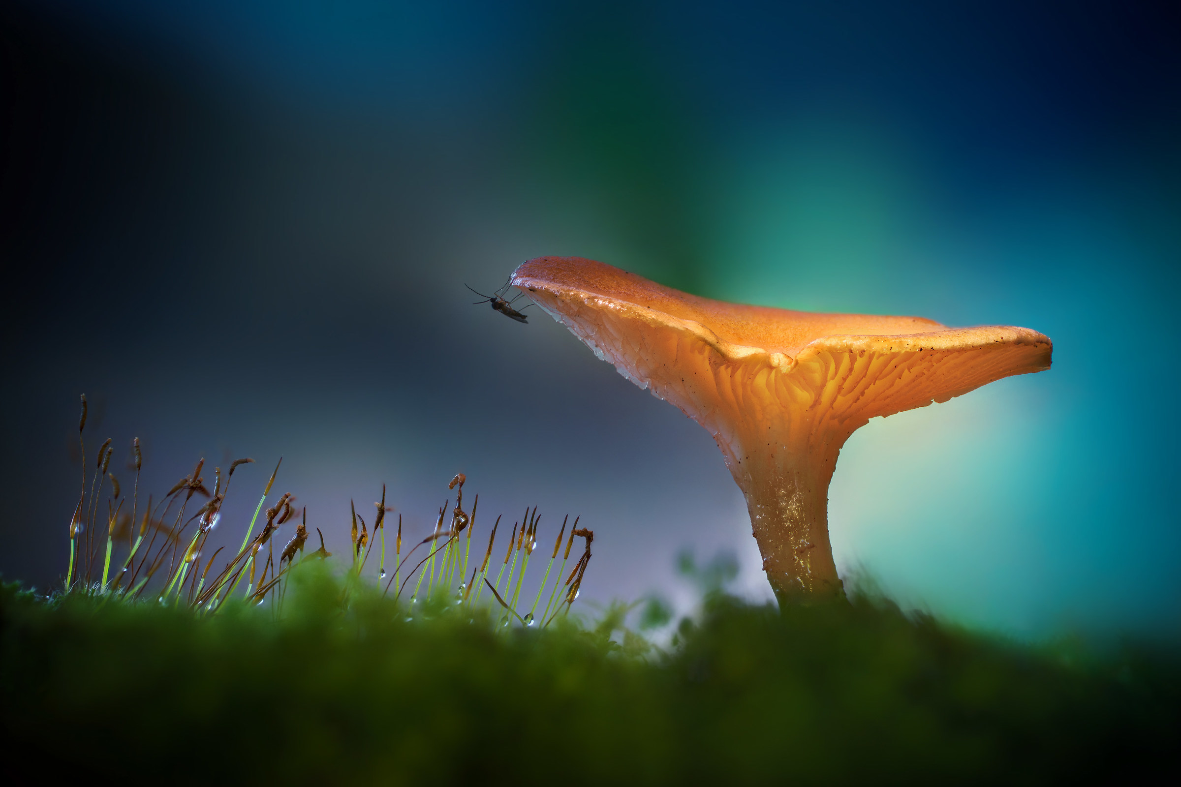 Luminescent Mushroom 2